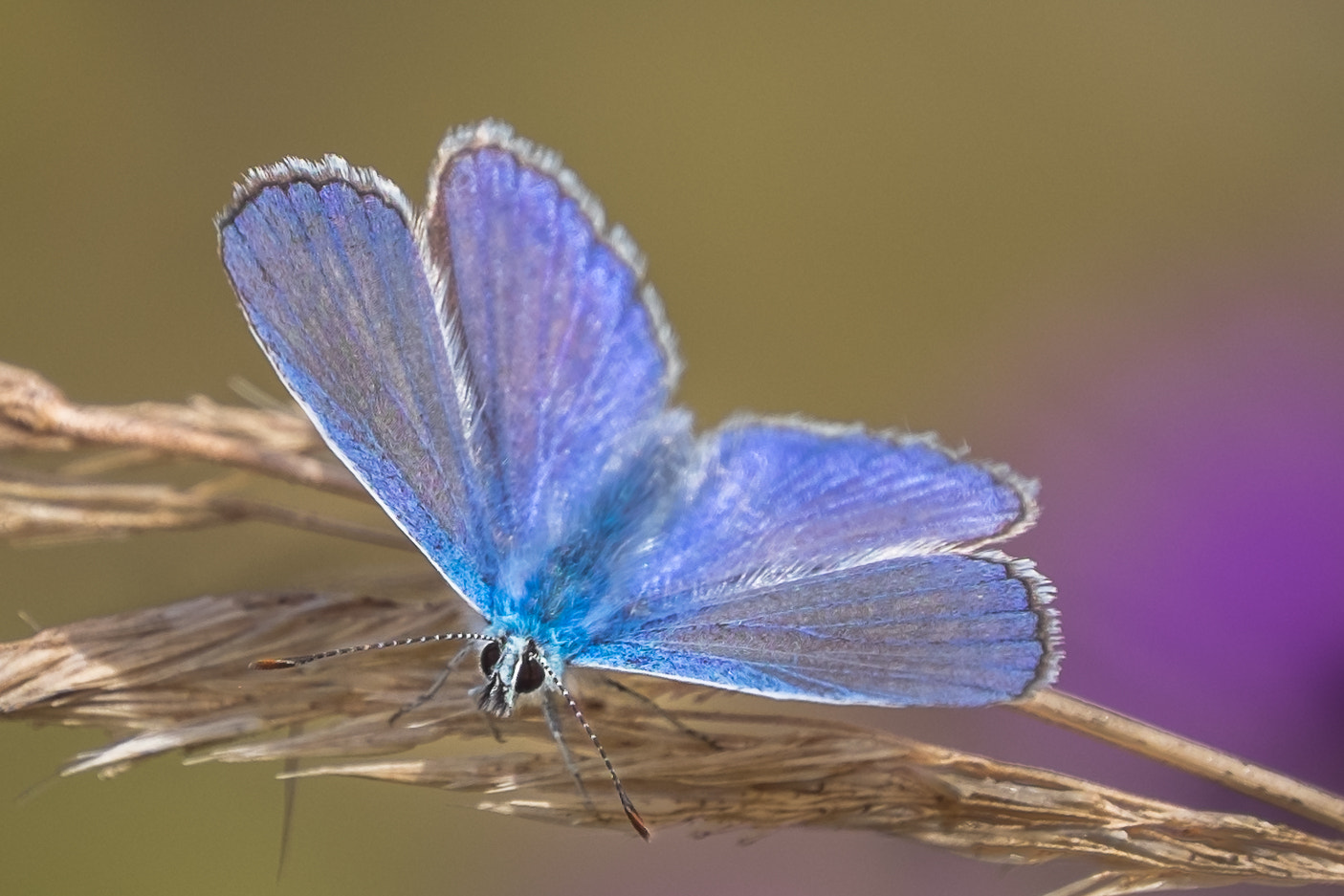 Fujifilm X-T1 sample photo. The blue butterfly photography