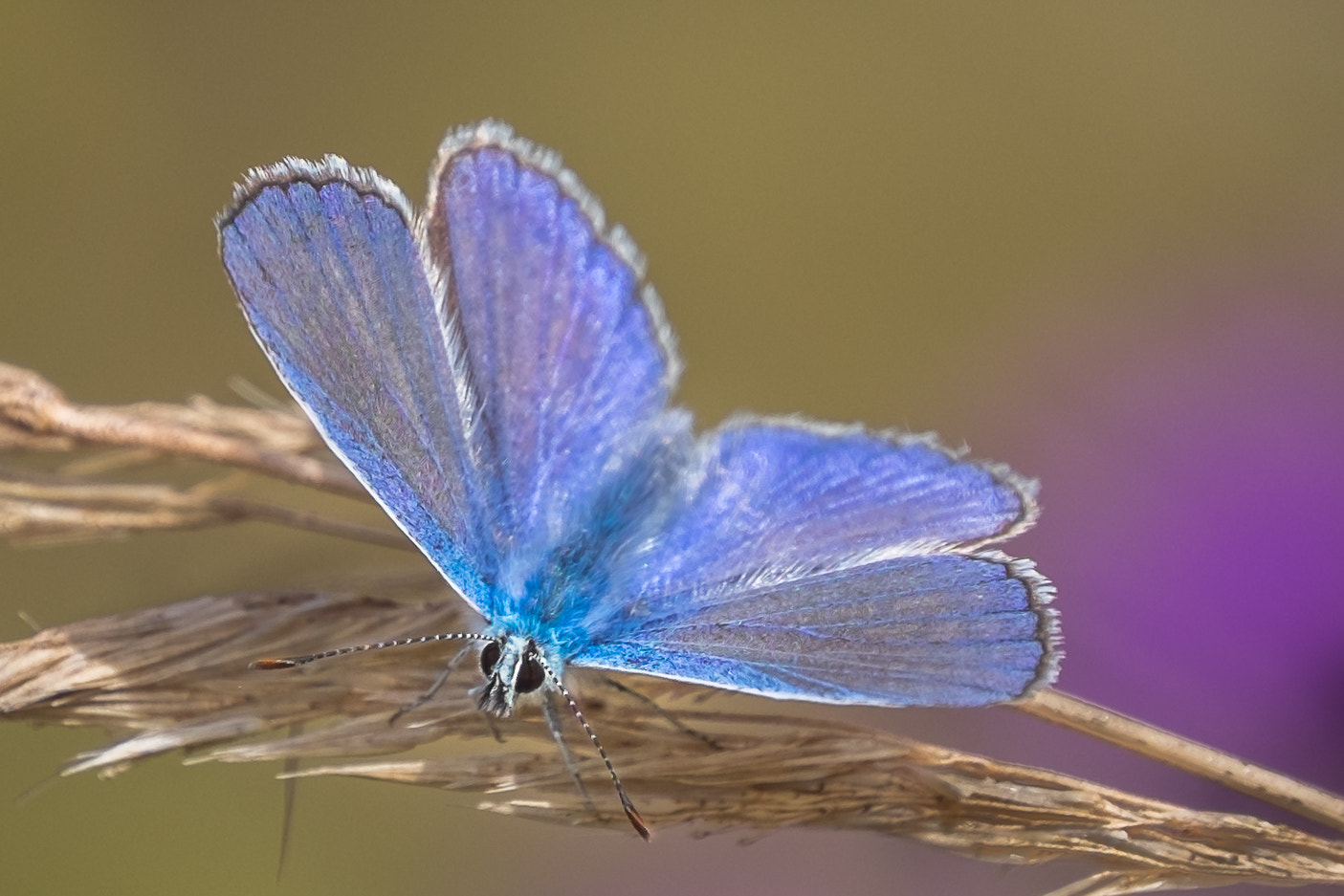 Fujifilm XF 100-400mm F4.5-5.6 R LM OIS WR sample photo. The blue butterfly photography