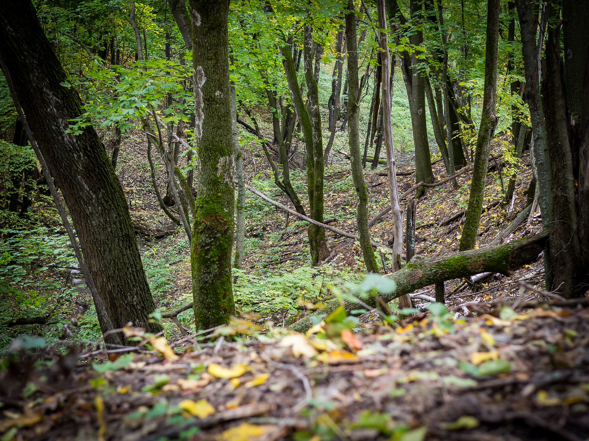 Olympus OM-D E-M10 + Sigma 30mm F1.4 DC DN | C sample photo. Forest photography