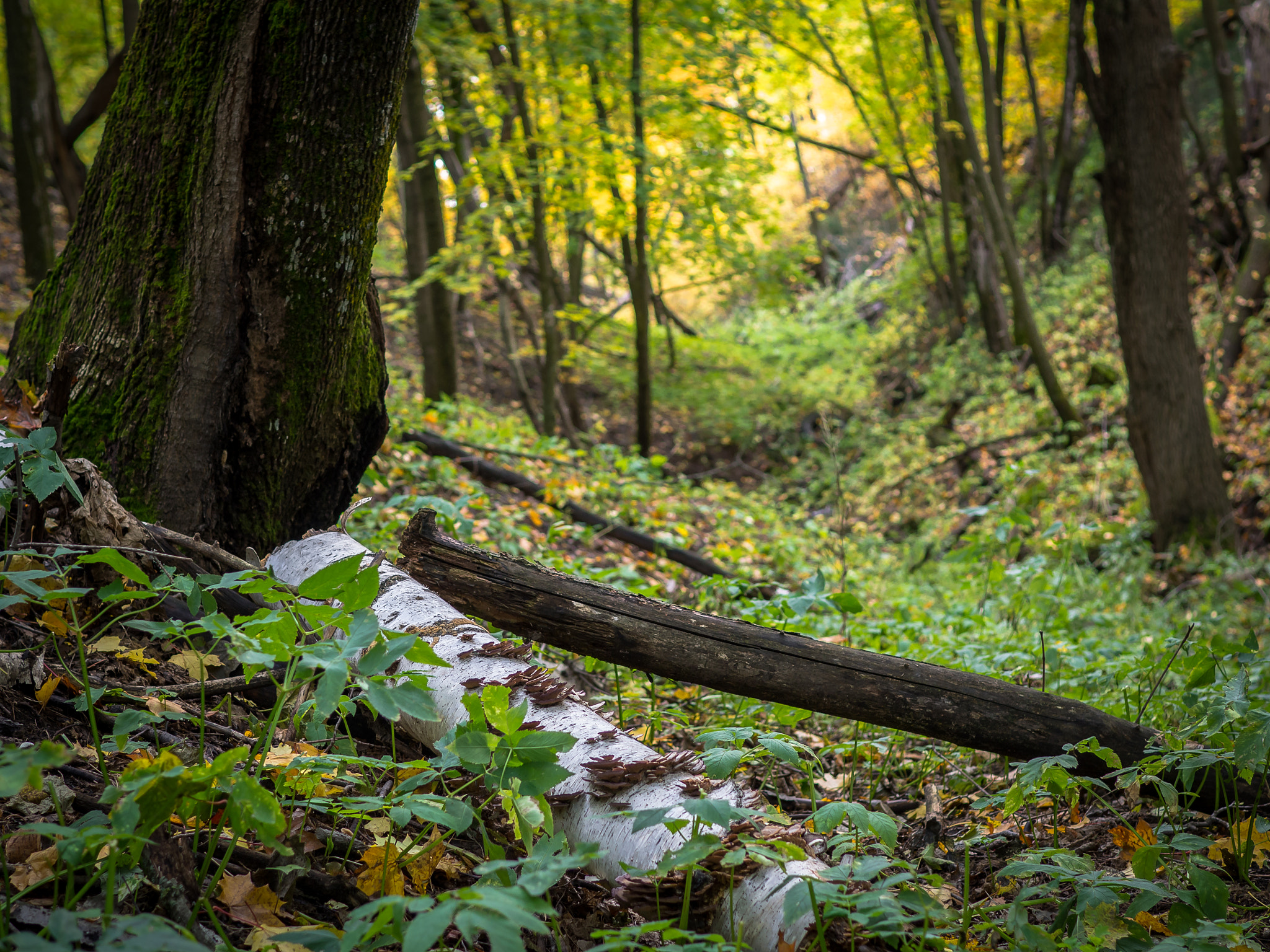 Olympus OM-D E-M10 + Sigma 30mm F1.4 DC DN | C sample photo. Forest  photography