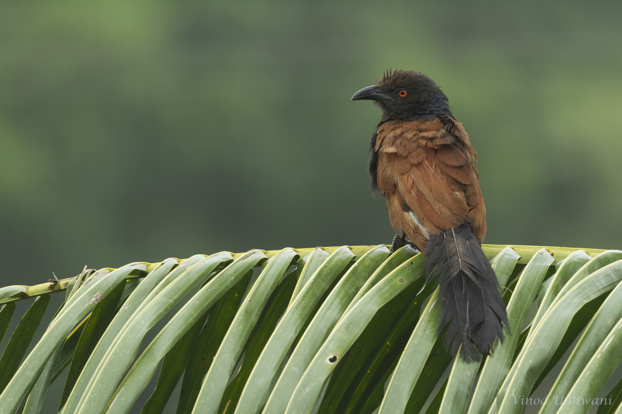 Canon EOS 7D sample photo. Southern coucal photography