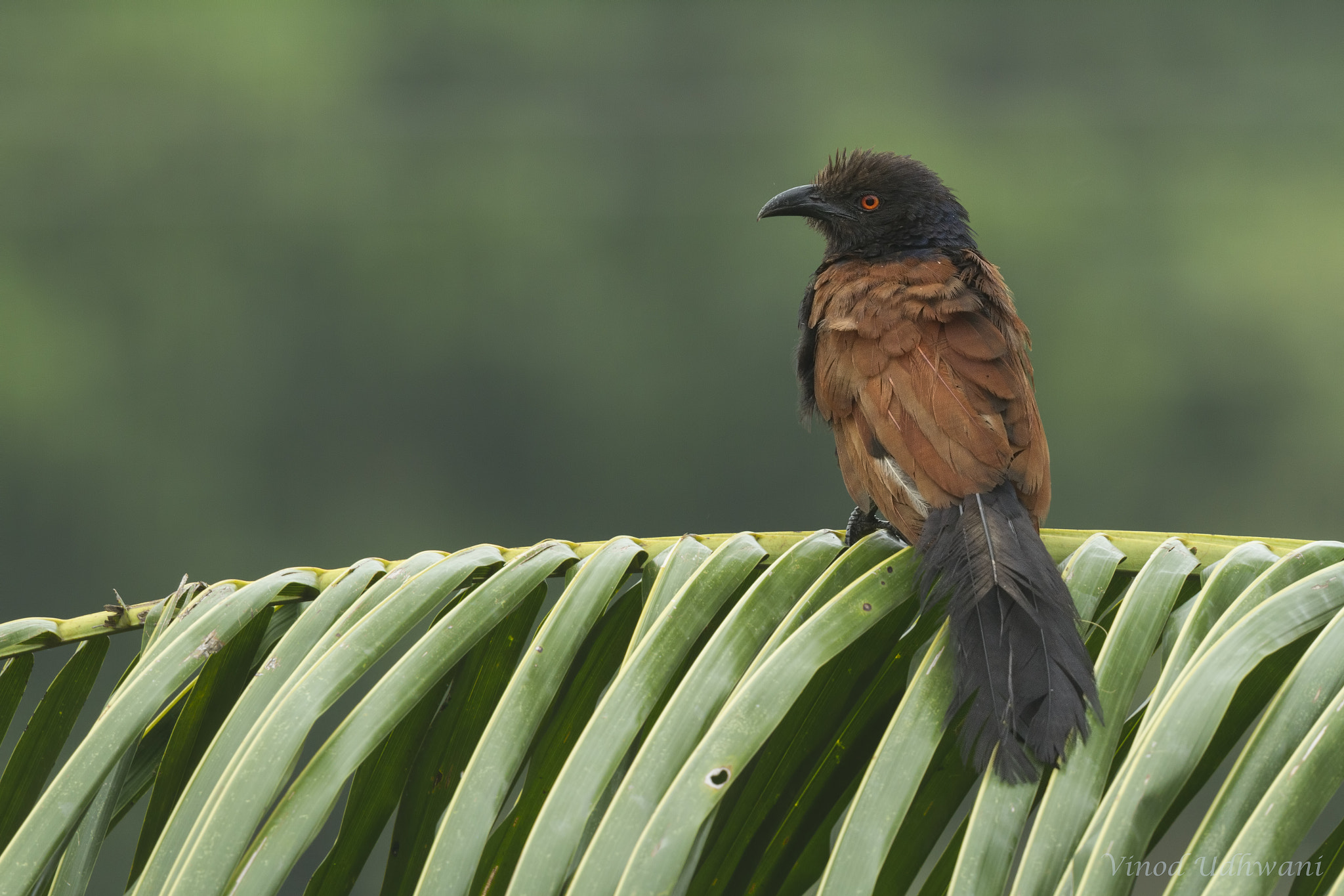 Canon EF 500mm F4L IS II USM sample photo. Southern coucal photography