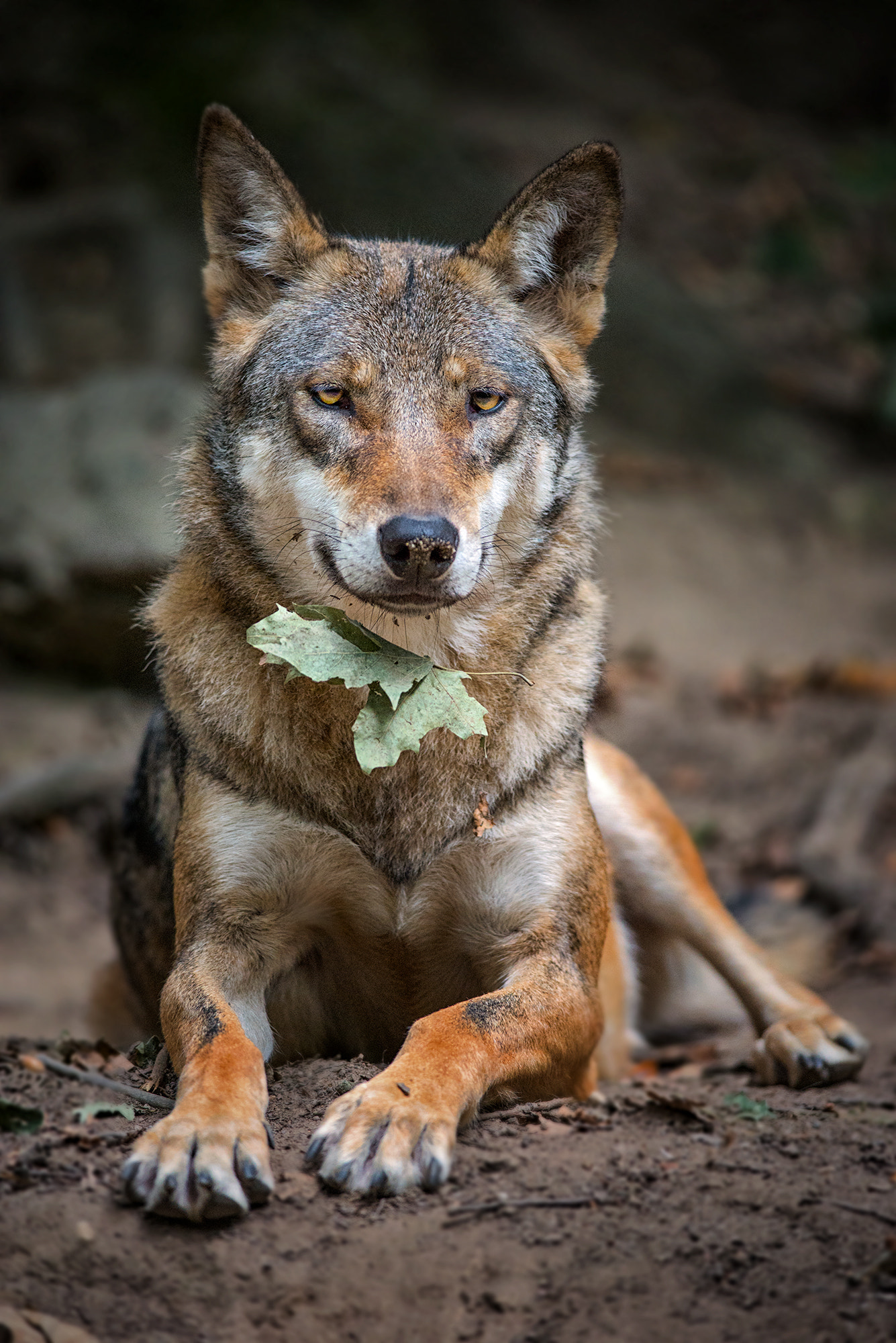 Nikon D610 + Nikon AF-S Nikkor 300mm F4D ED-IF sample photo. I have something on my chin... photography