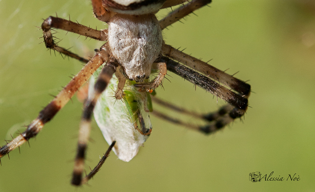Nikon AF-S Micro-Nikkor 60mm F2.8G ED sample photo. Spider photography