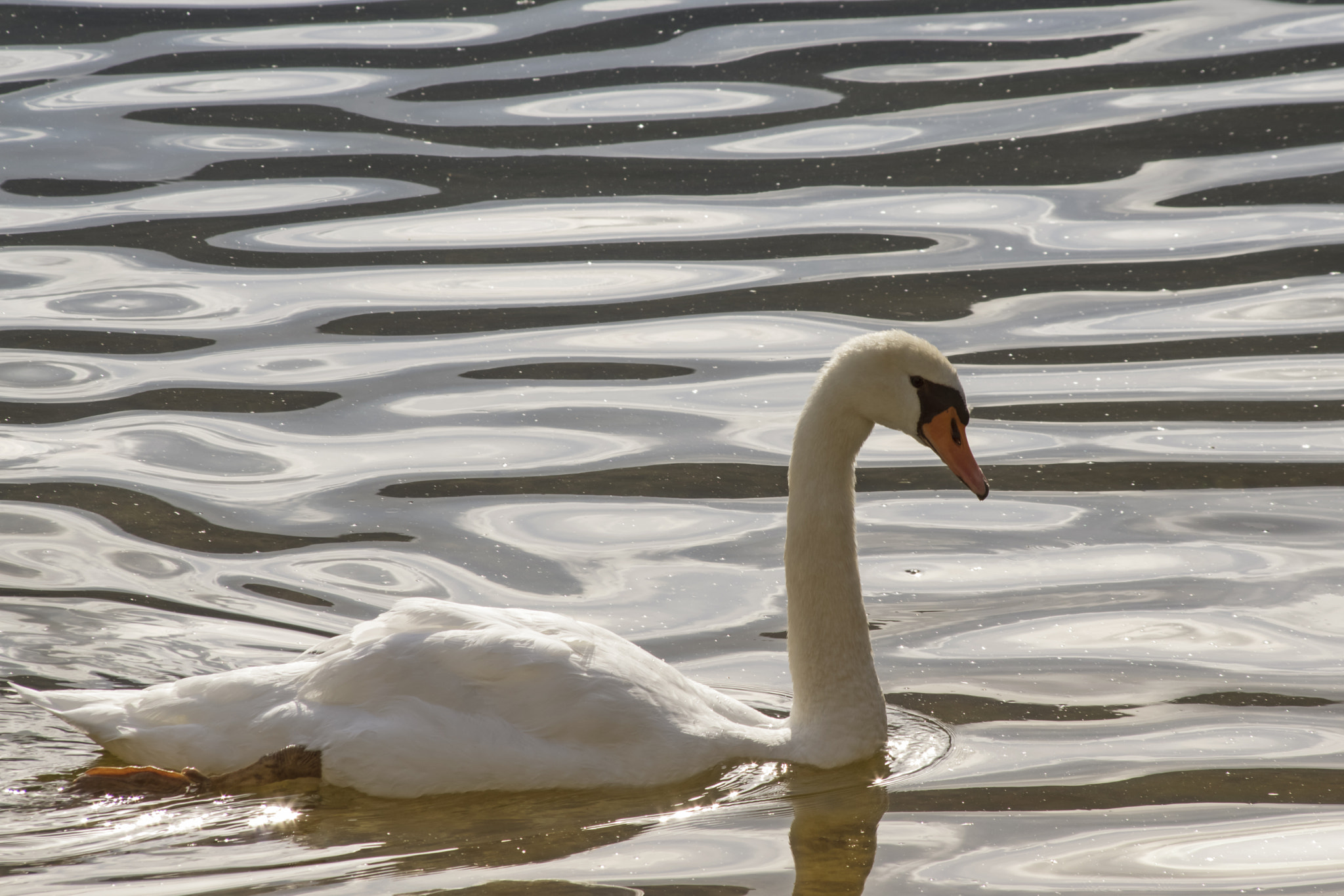 Pentax K-3 + Pentax smc DA 55-300mm F4.0-5.8 ED sample photo. Swan photography