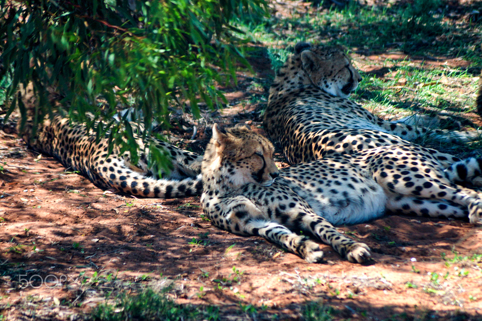 Sony SLT-A65 (SLT-A65V) + Sony DT 55-200mm F4-5.6 SAM sample photo. Cheetah family. photography