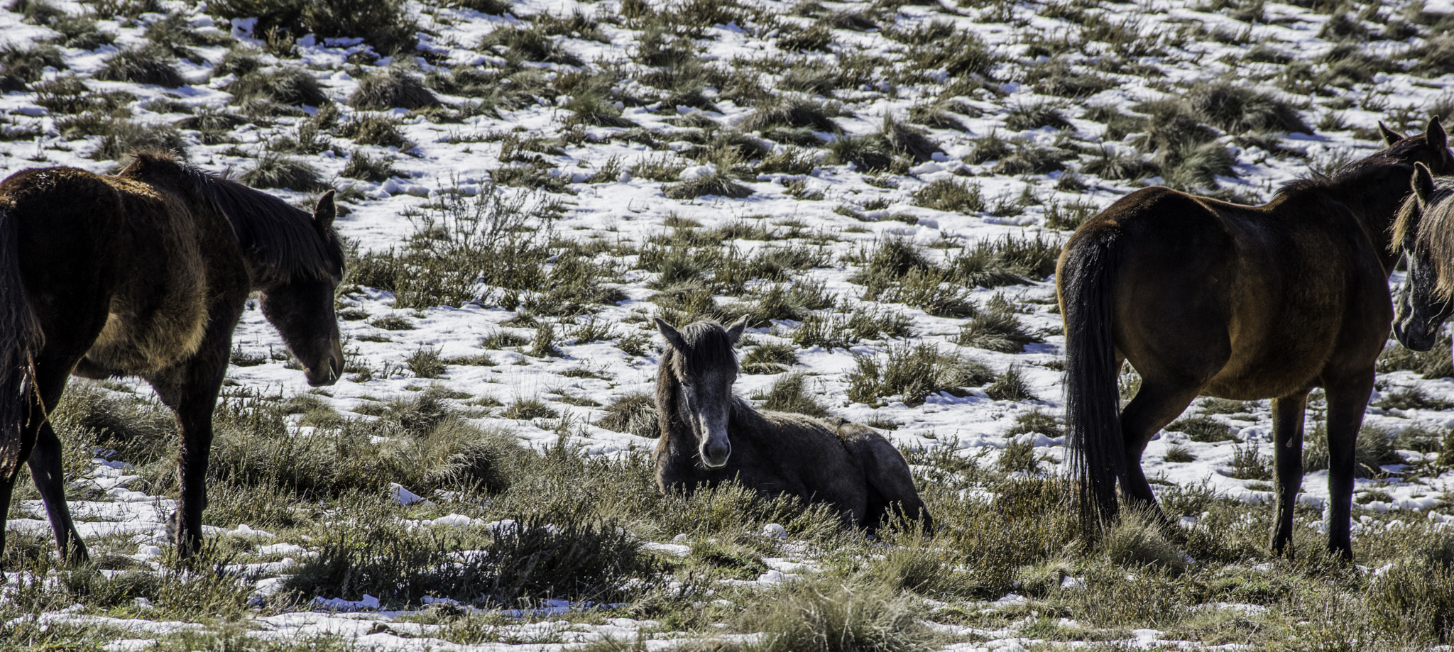 Pentax K-3 II + Pentax smc DA* 60-250mm F4.0 ED (IF) SDM sample photo. Brumby foal photography