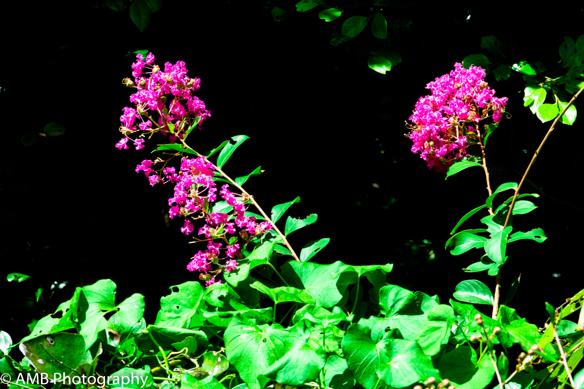 Canon EOS 750D (EOS Rebel T6i / EOS Kiss X8i) sample photo. Pink flowers photography