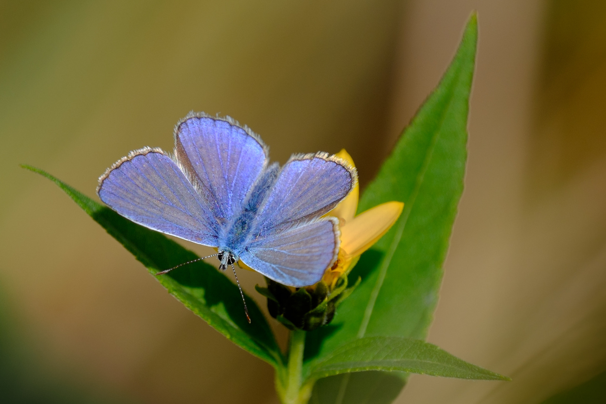 Fujifilm X-T1 sample photo. The blue butterfly photography