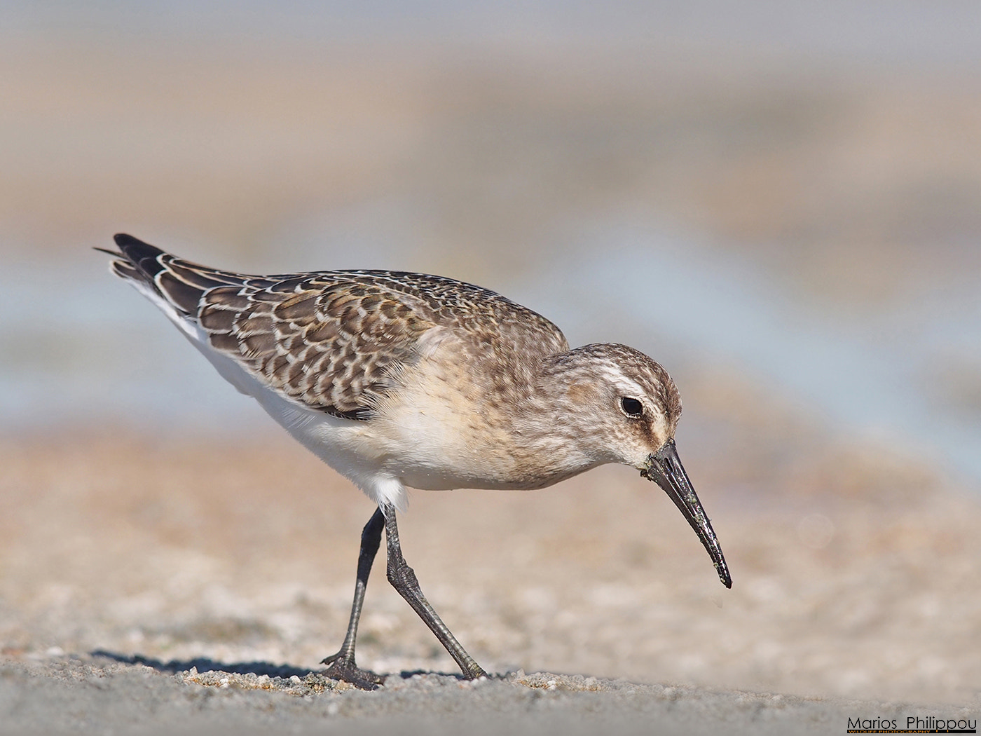 Olympus OM-D E-M5 + OLYMPUS 300mm Lens sample photo. Curlew sandpiper photography