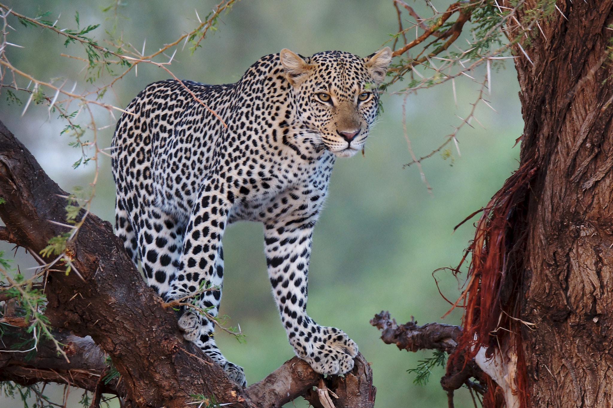 Sony SLT-A77 + Tamron SP 150-600mm F5-6.3 Di VC USD sample photo. Leopard in samburu 2016 photography