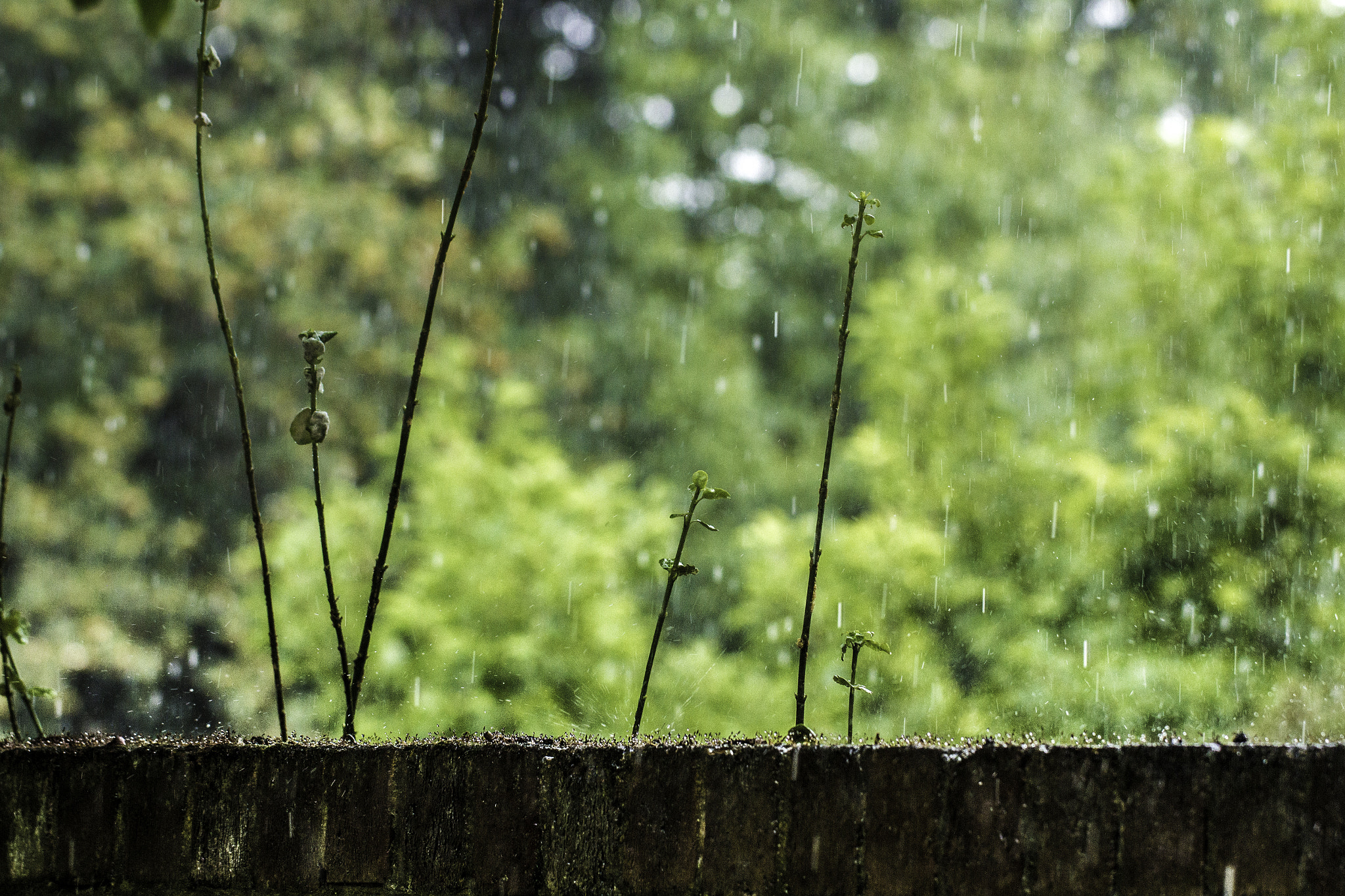 Canon EF 100mm F2.8L Macro IS USM sample photo. Rain photography