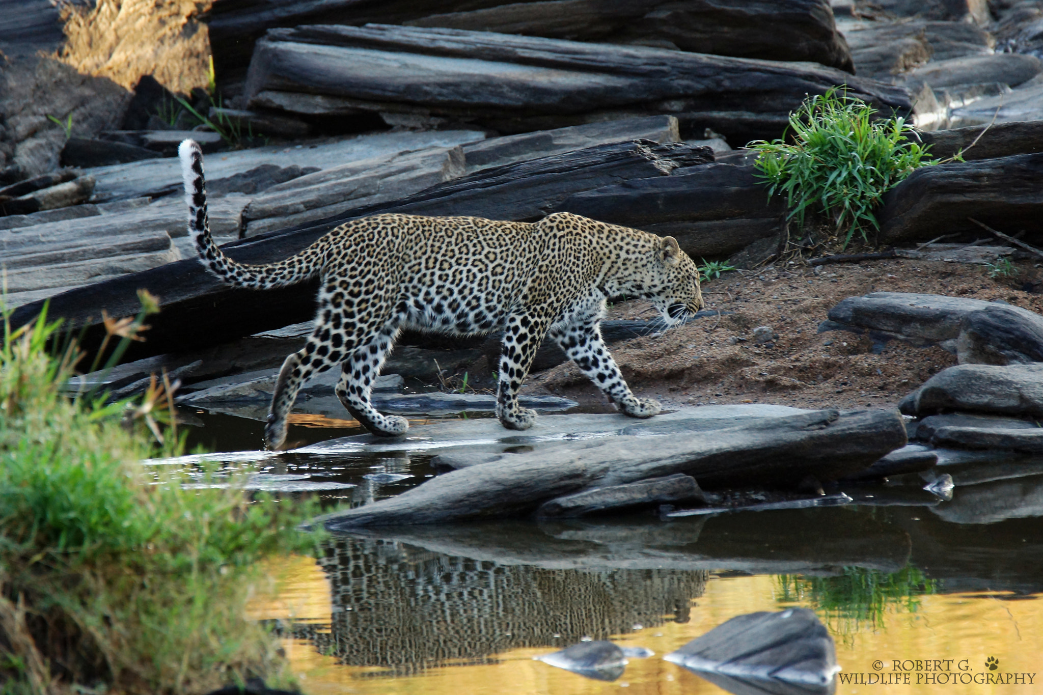Sony SLT-A77 + Tamron SP 150-600mm F5-6.3 Di VC USD sample photo. Leopard in masai mara 2016 photography