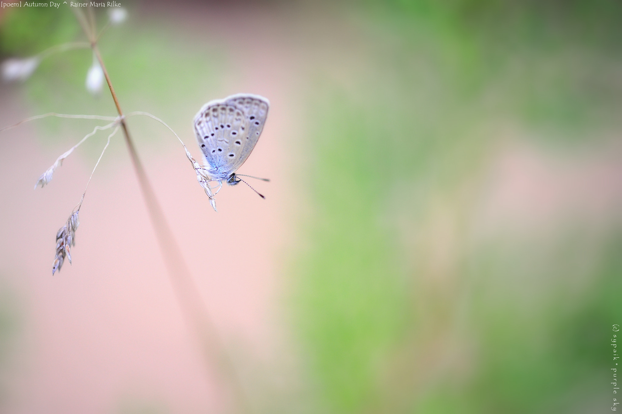 Nikon AF-S Micro-Nikkor 60mm F2.8G ED sample photo. Autumn day iv photography