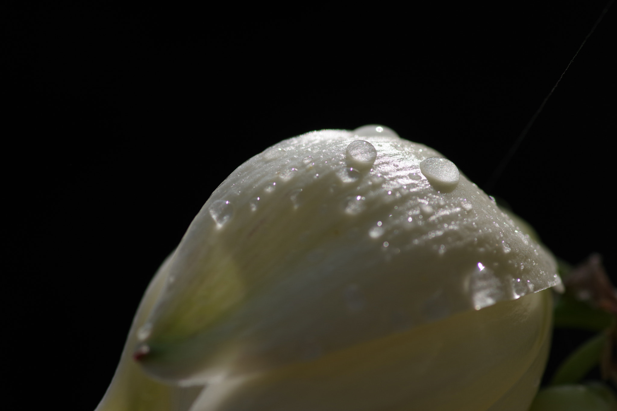 Pentax K-70 sample photo. Yucca gloriosa (ユッカ蘭) photography