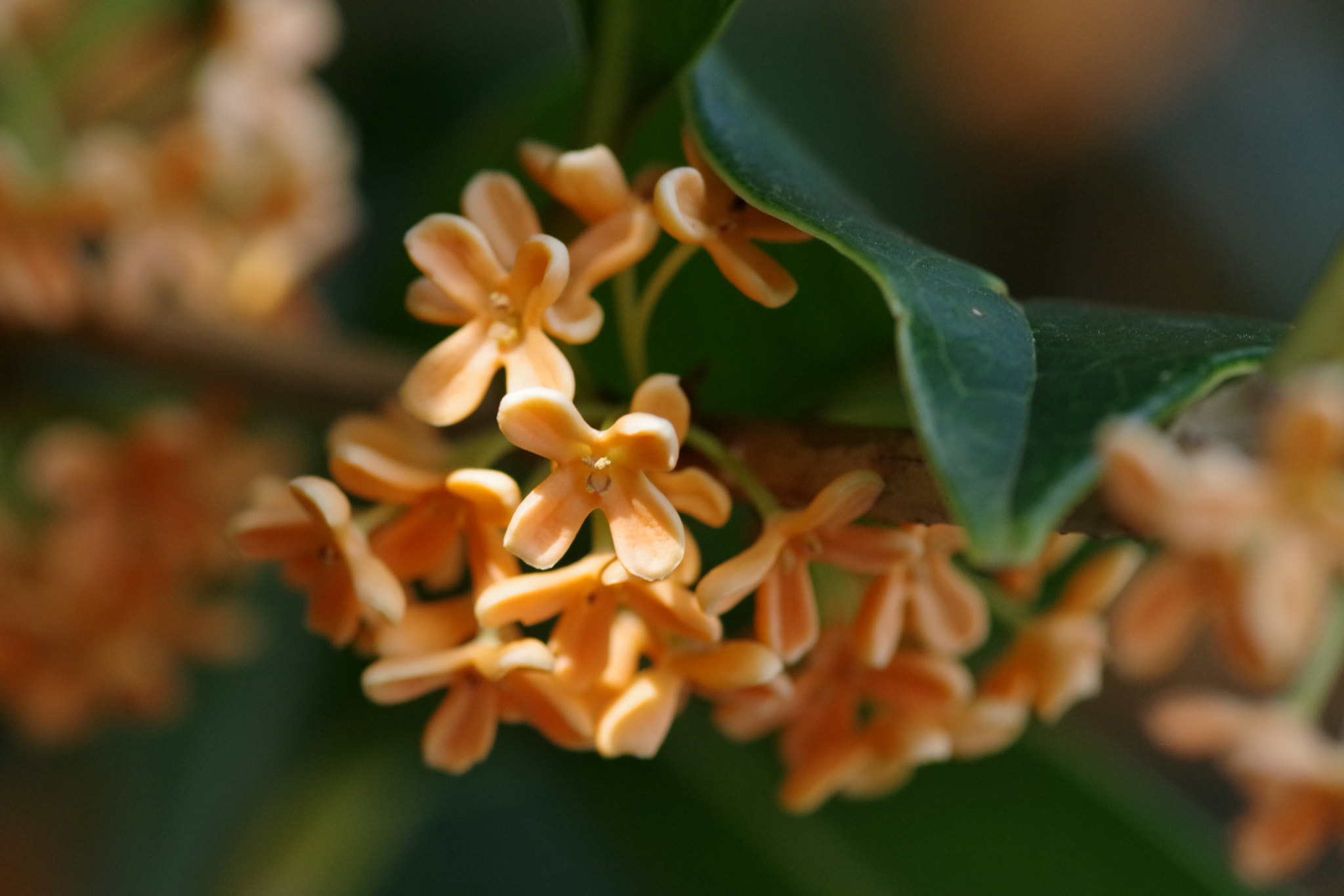 Pentax K-70 + Pentax smc D-FA 100mm F2.8 Macro WR sample photo. Osmanthus fragrans (キンモクセイ) photography