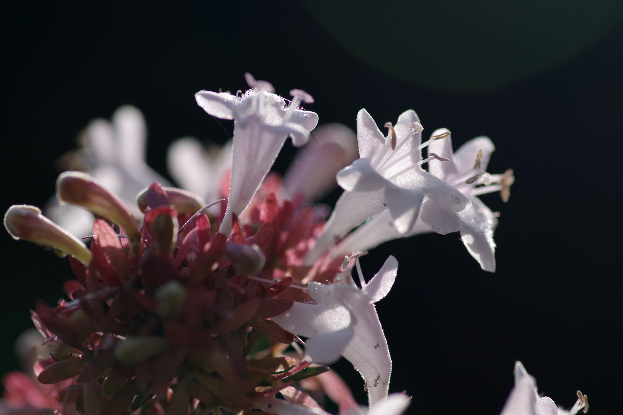 Pentax K-70 + Pentax smc D-FA 100mm F2.8 Macro WR sample photo. Abelia (アベリア) photography