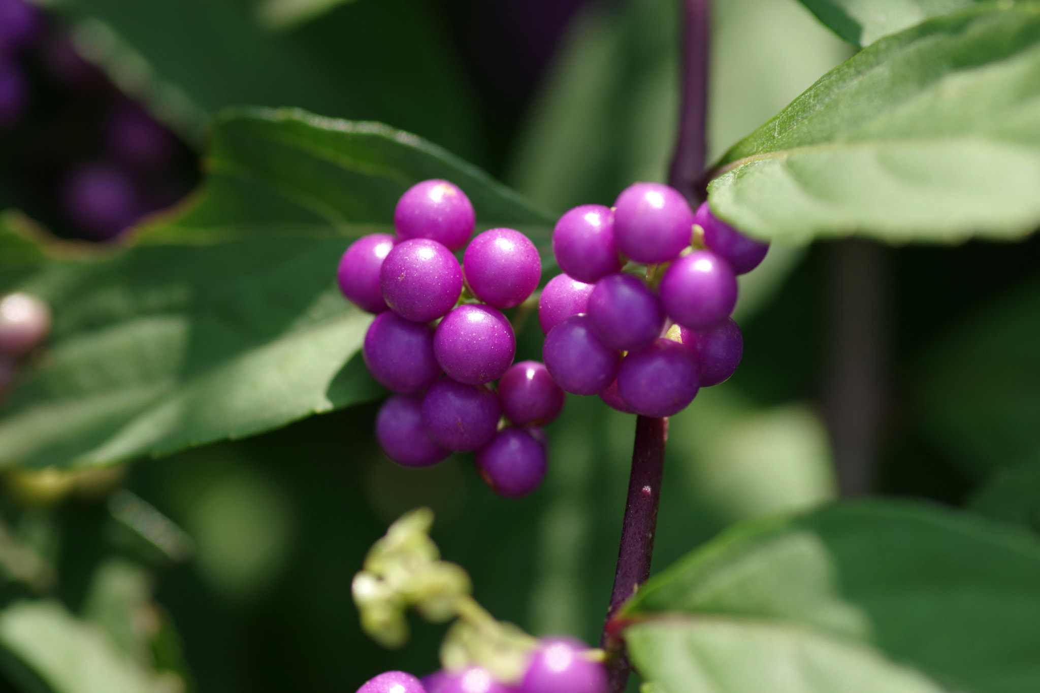 Pentax K-70 + Pentax smc D-FA 100mm F2.8 Macro WR sample photo. Callicarpa dichotoma (コムラサキ) photography