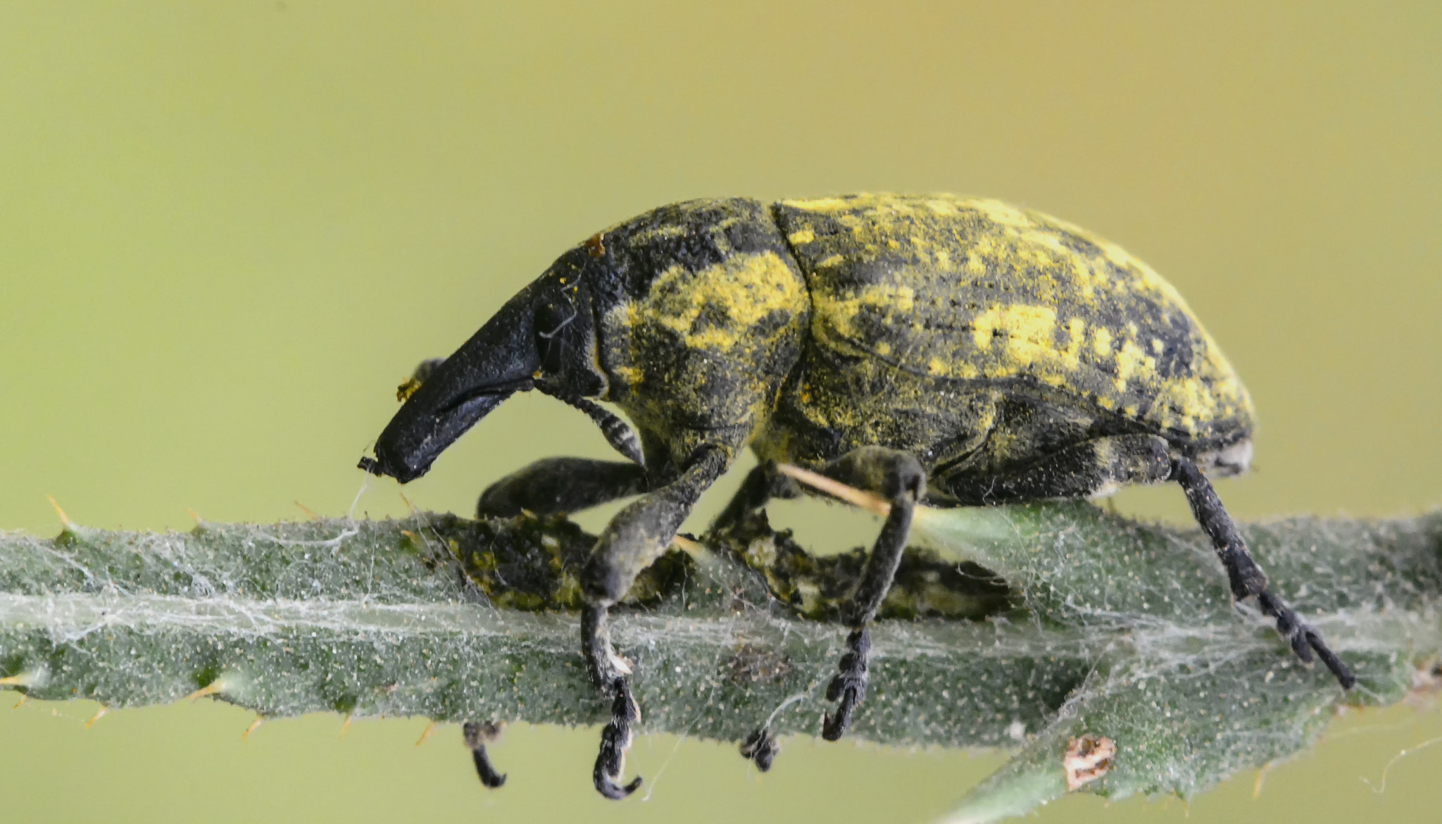 Nikon AF-S Micro-Nikkor 105mm F2.8G IF-ED VR sample photo. Macro photography