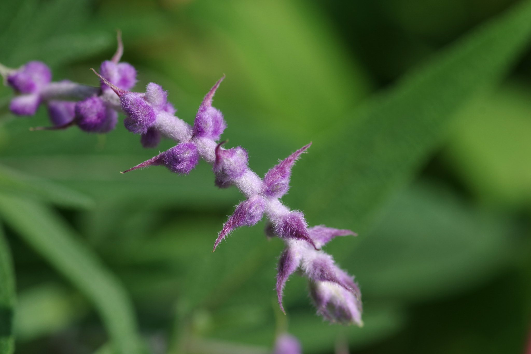 Pentax K-70 sample photo. Salvia leucantha photography