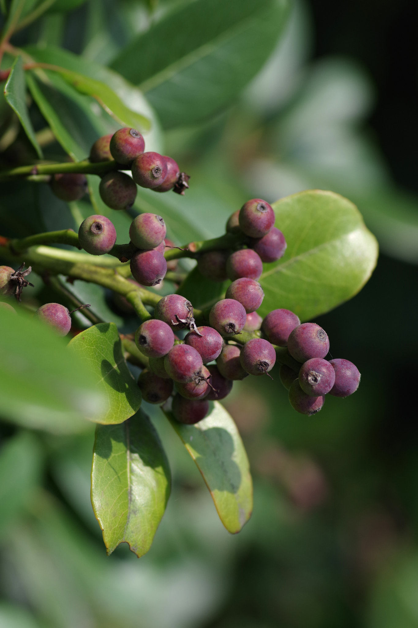 Pentax K-70 + Pentax smc D-FA 100mm F2.8 Macro WR sample photo. Berry photography