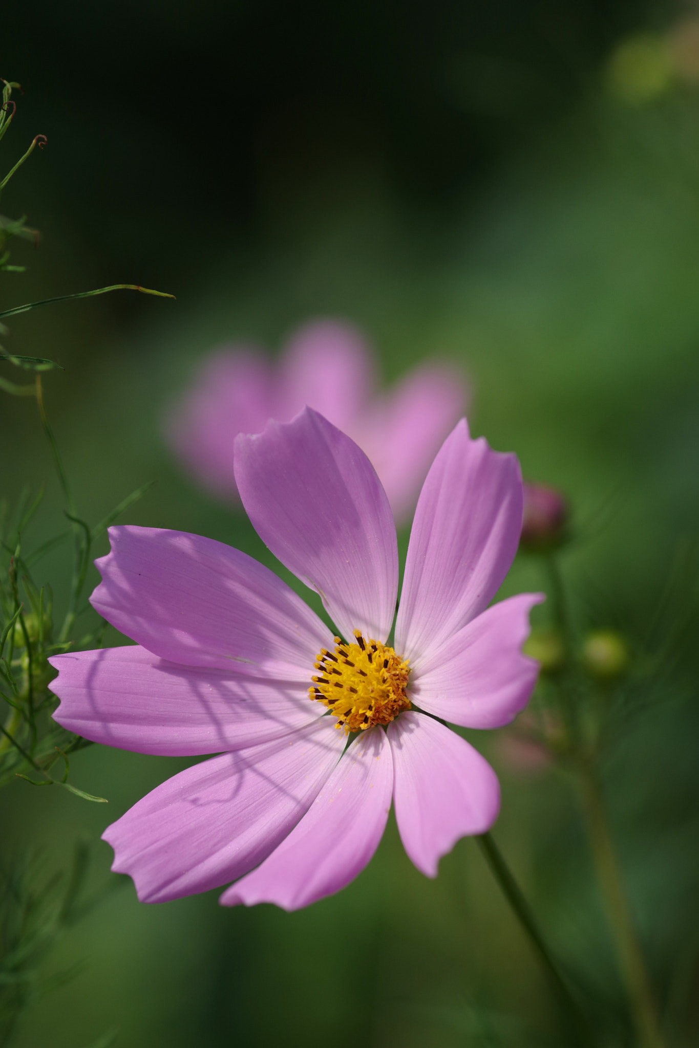 Pentax K-70 + Pentax smc D-FA 100mm F2.8 Macro WR sample photo. Cosmos (コスモス) photography