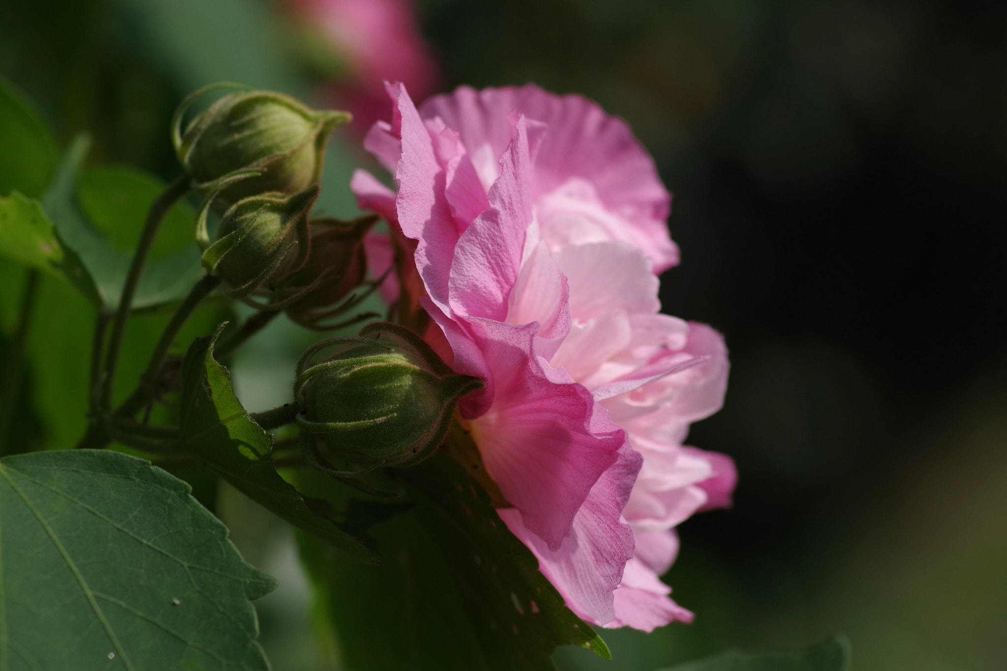 Pentax K-70 + Pentax smc D-FA 100mm F2.8 Macro WR sample photo. Double-petaled hibiscus syriacus (八重咲きムクゲ) photography