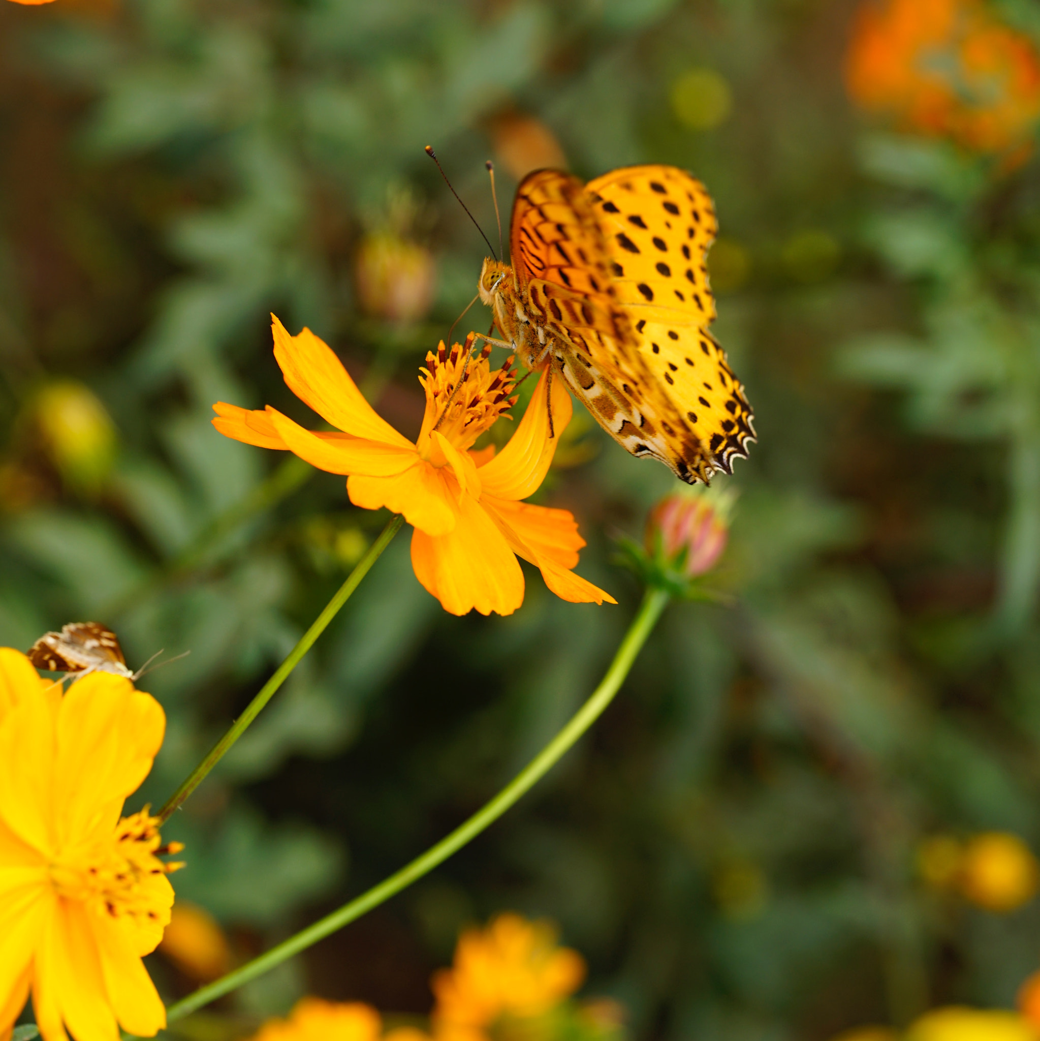 Sony a7 II + Sony FE 90mm F2.8 Macro G OSS sample photo. 吸血蟲 photography
