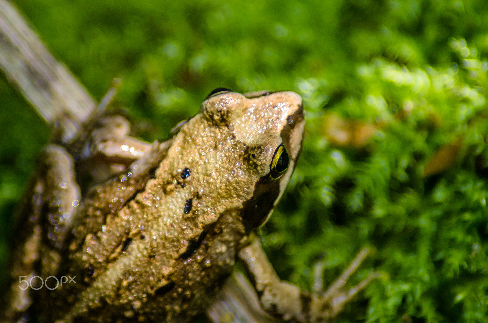 Tamron AF 70-300mm F4-5.6 Di LD Macro sample photo. A frog photography