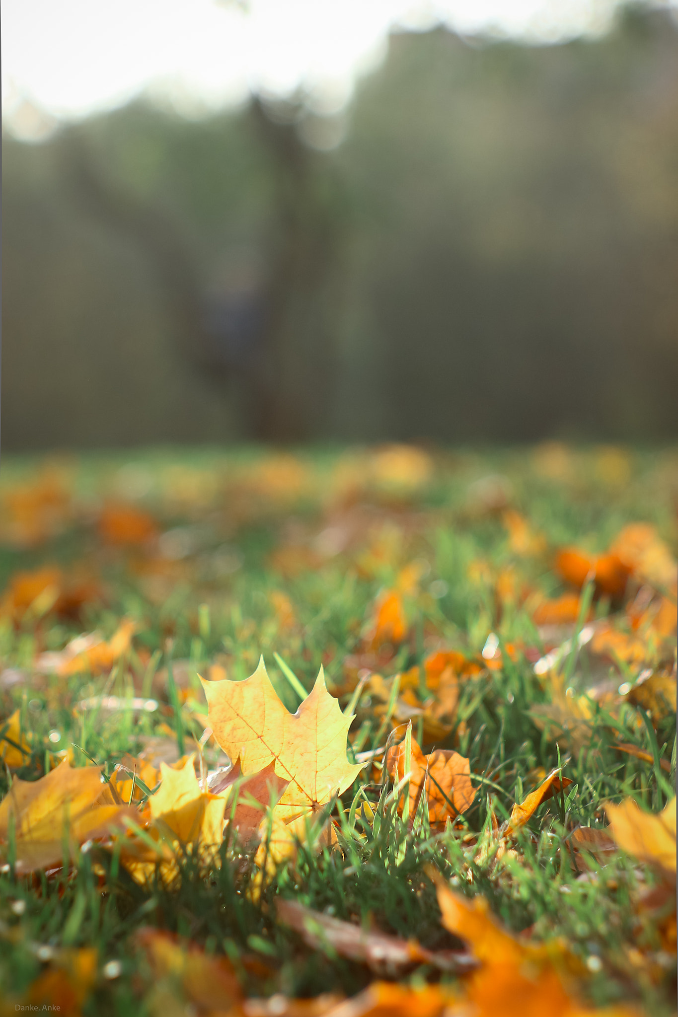 Canon EF 35-80mm f/4-5.6 sample photo. Leaves of october photography