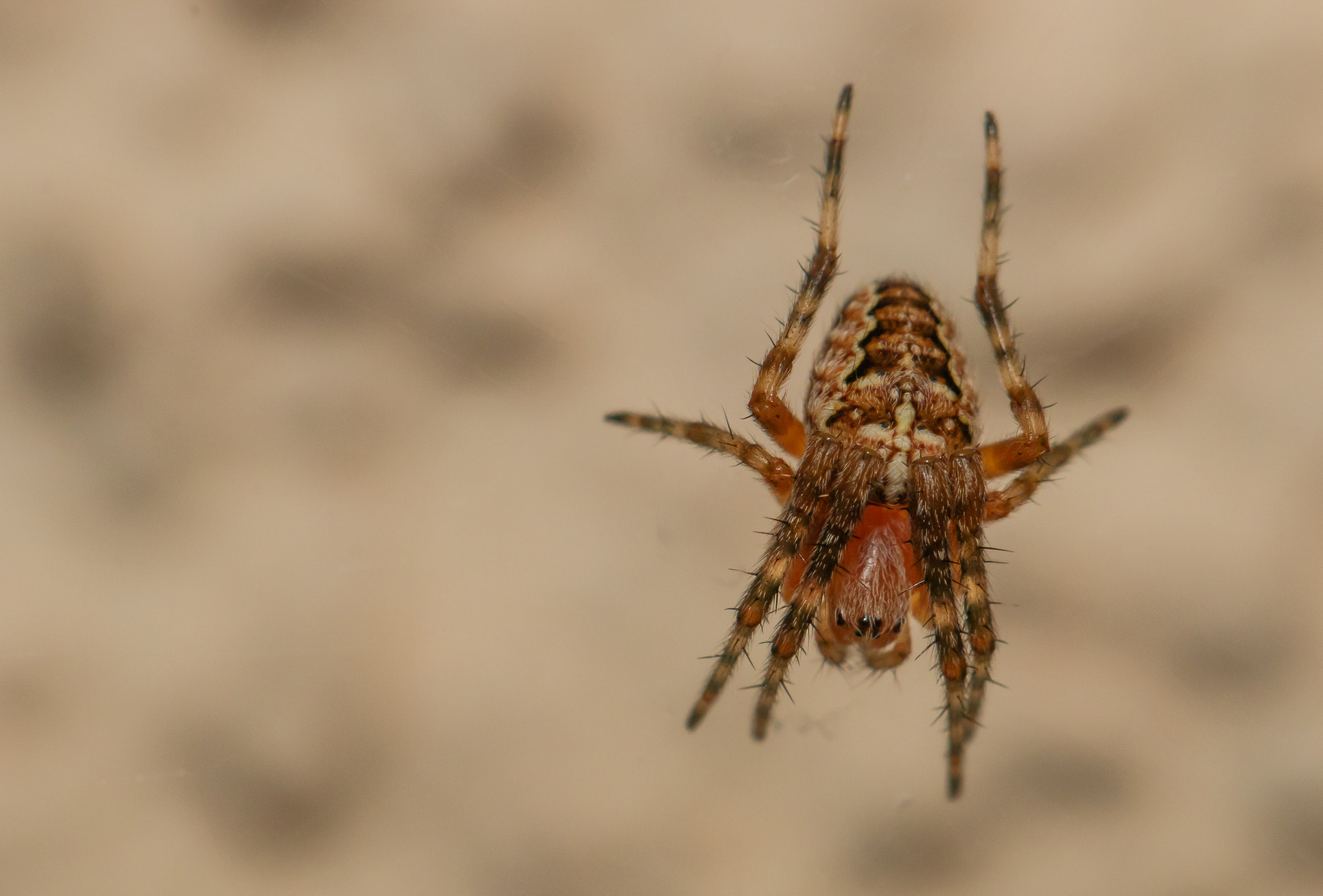Canon EOS 70D + Canon EF 100mm F2.8L Macro IS USM sample photo. Spider photography