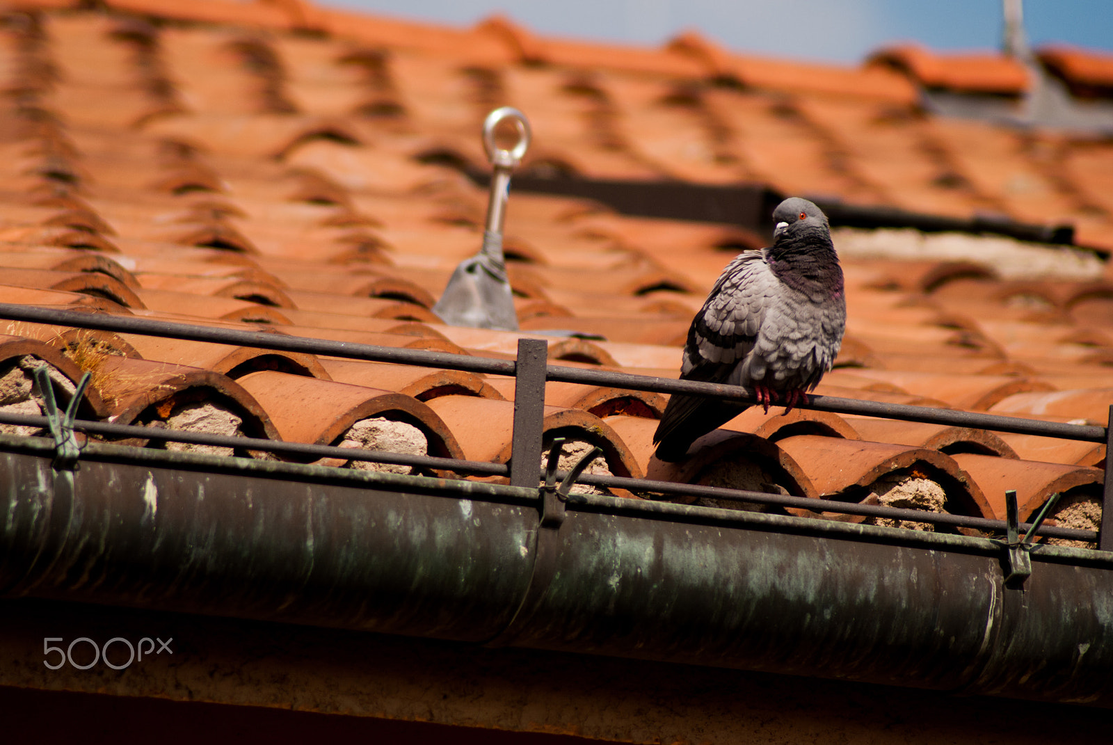 Nikon D3000 sample photo. Pidgeon photography