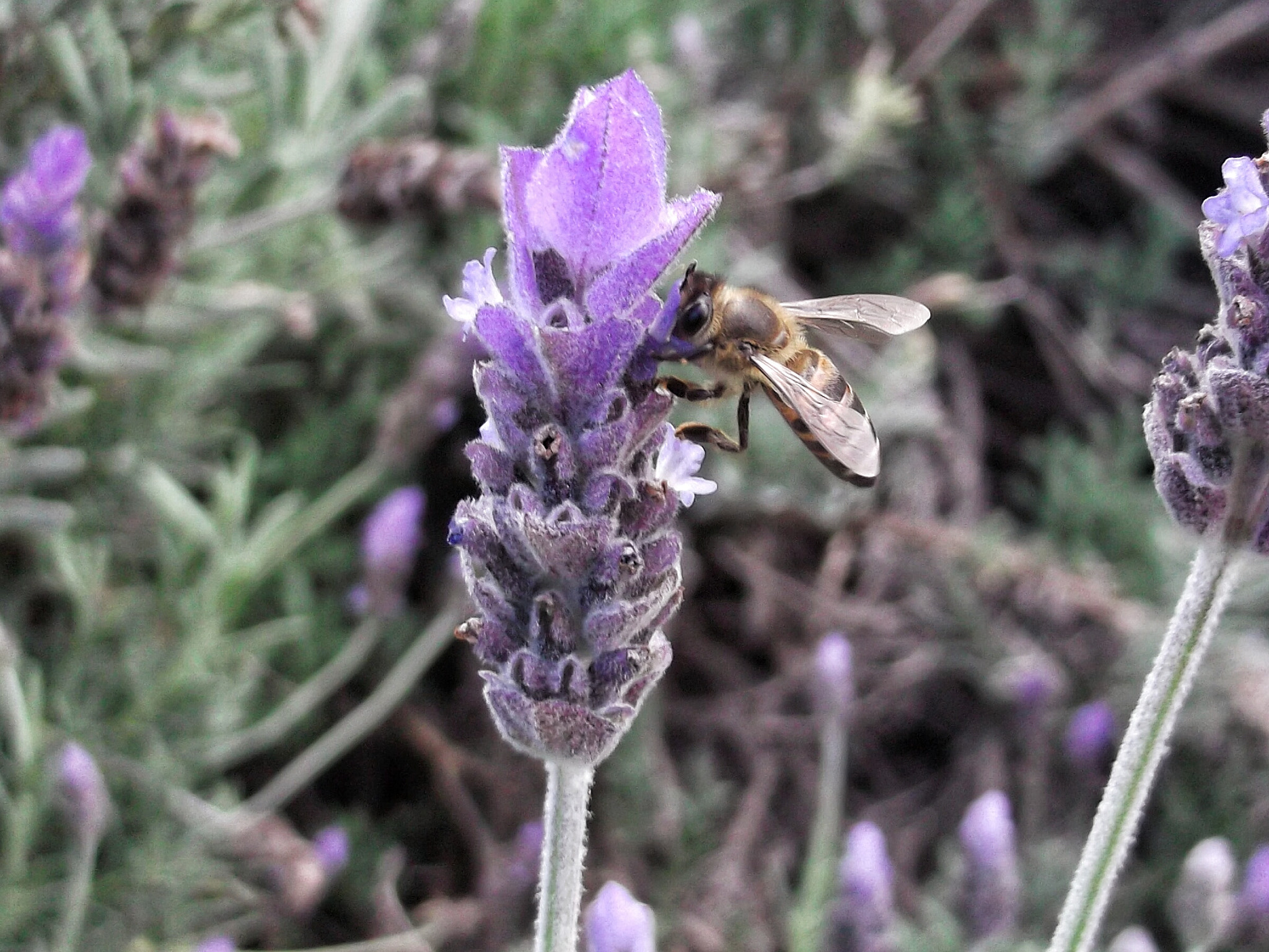 Fujifilm FinePix L30 sample photo. Bee on lavender flower photography