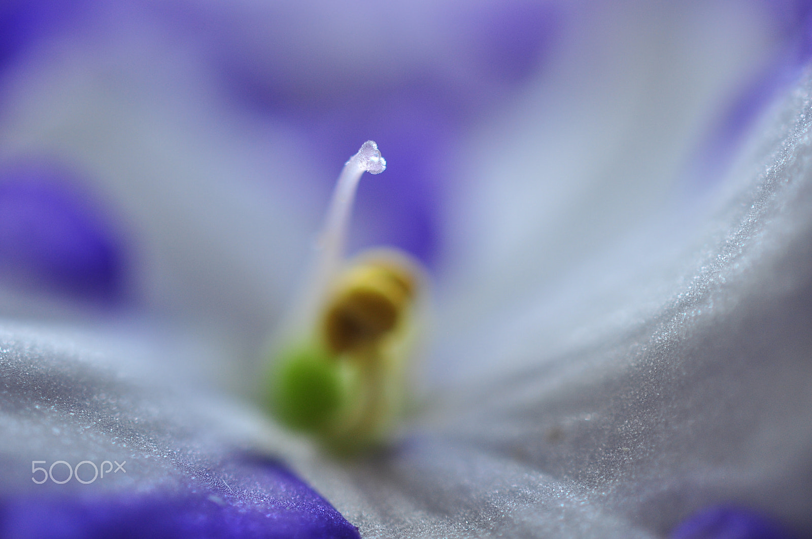 Nikon AF-S DX Micro Nikkor 40mm F2.8 sample photo. Saintpaulia ionantha photography