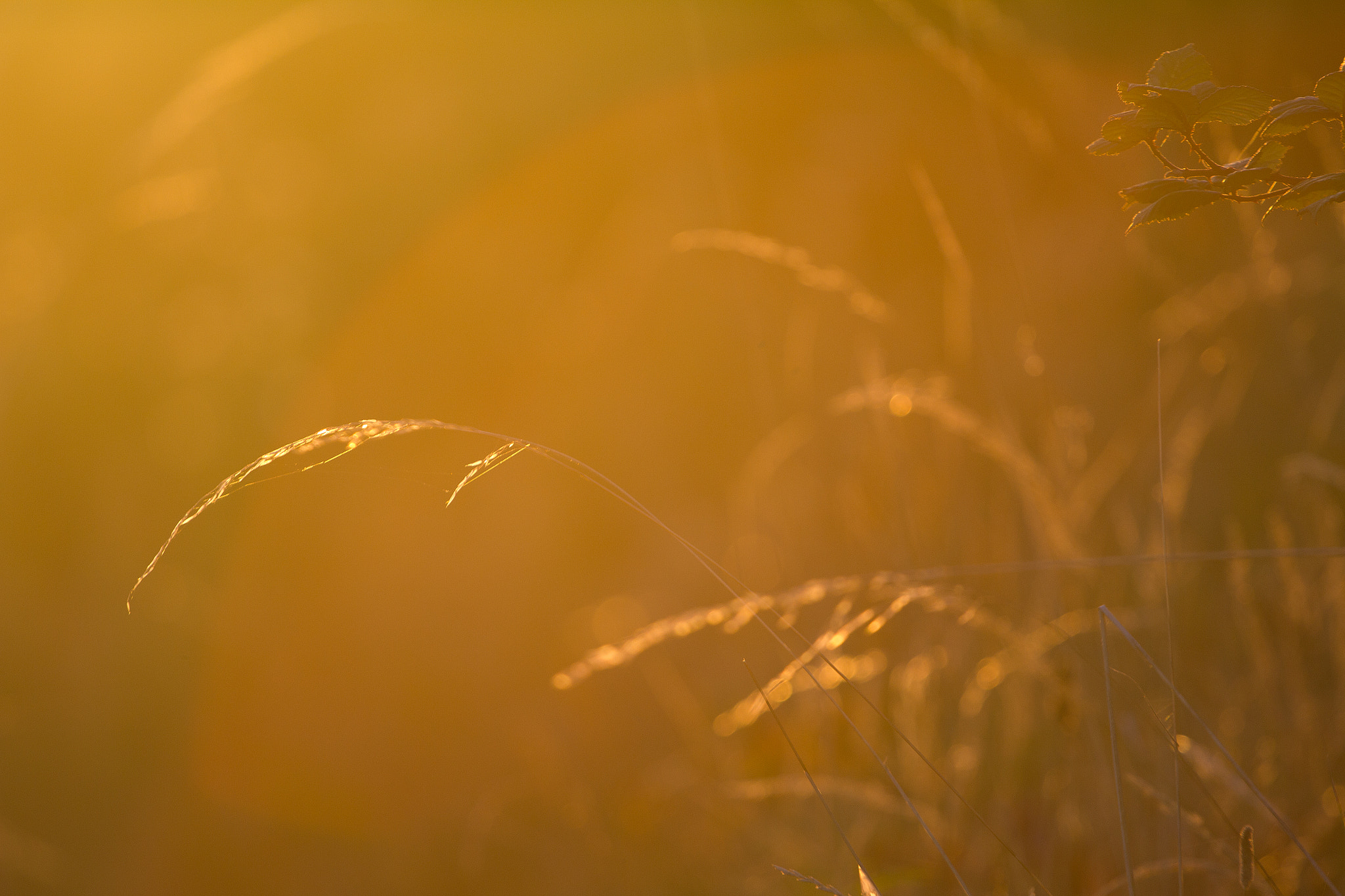 Canon EOS 550D (EOS Rebel T2i / EOS Kiss X4) sample photo. Autumn sunshine photography
