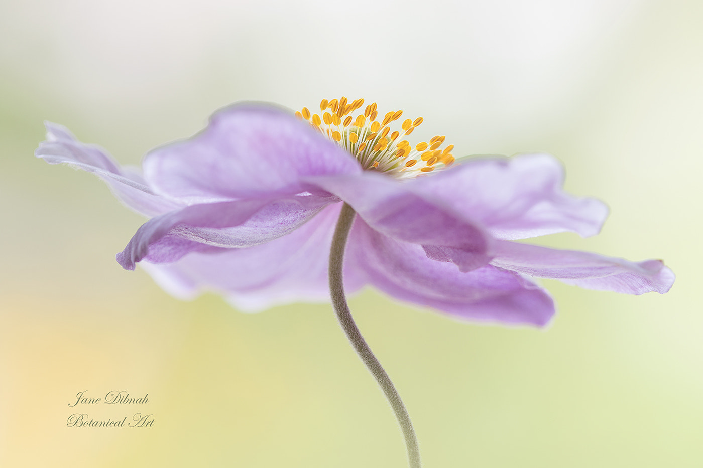Canon EF 180mm F3.5L Macro USM sample photo. Japanese anemone photography