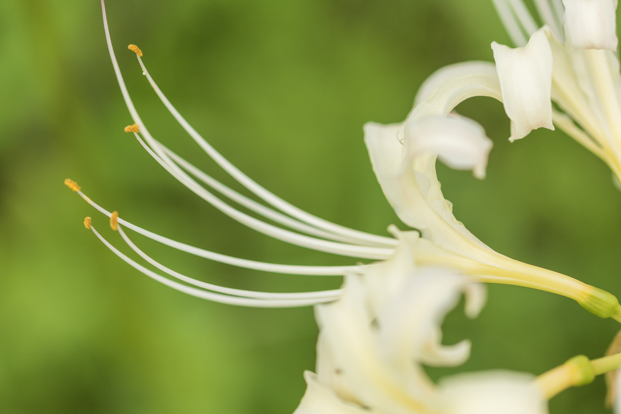 Canon EF 100mm F2.8L Macro IS USM sample photo. Lycoris photography