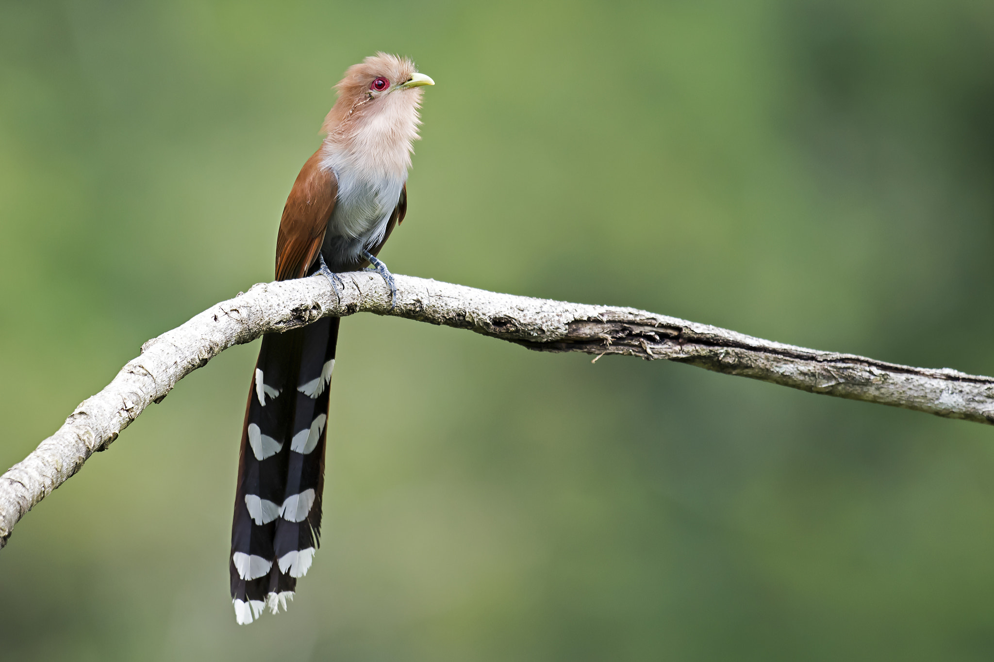 Nikon D5 sample photo. Squirrel cuckoo photography