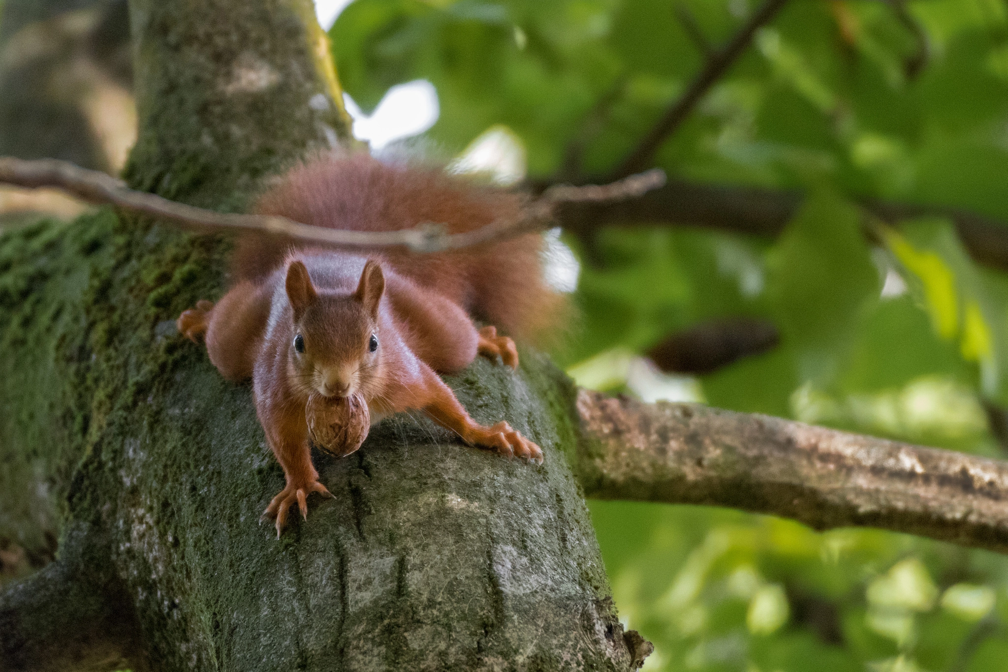 Tamron SP 35mm F1.8 Di VC USD sample photo. Squirrel with walnut 2 photography