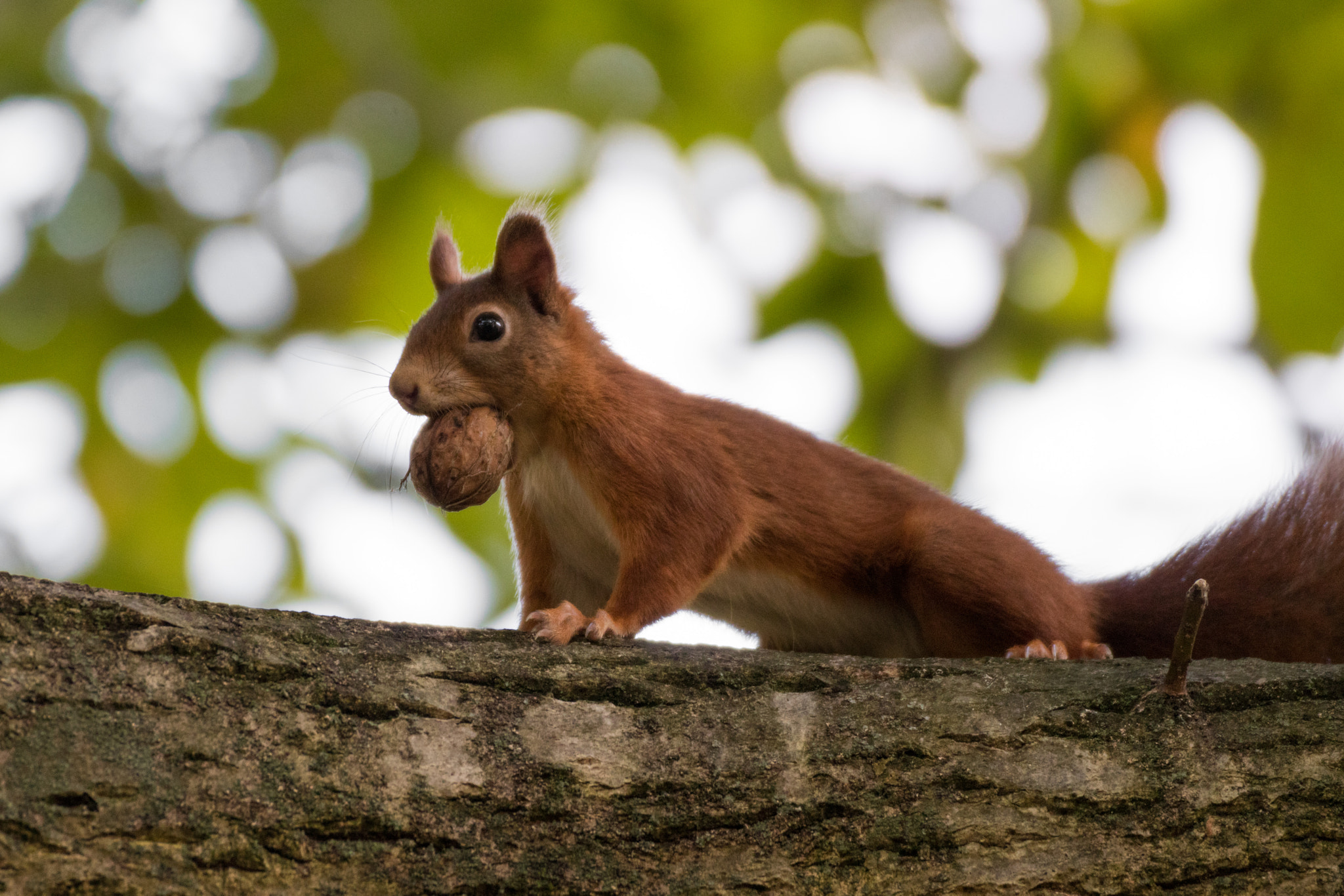 Tamron SP 35mm F1.8 Di VC USD sample photo. Squirrel with walnut 1 photography