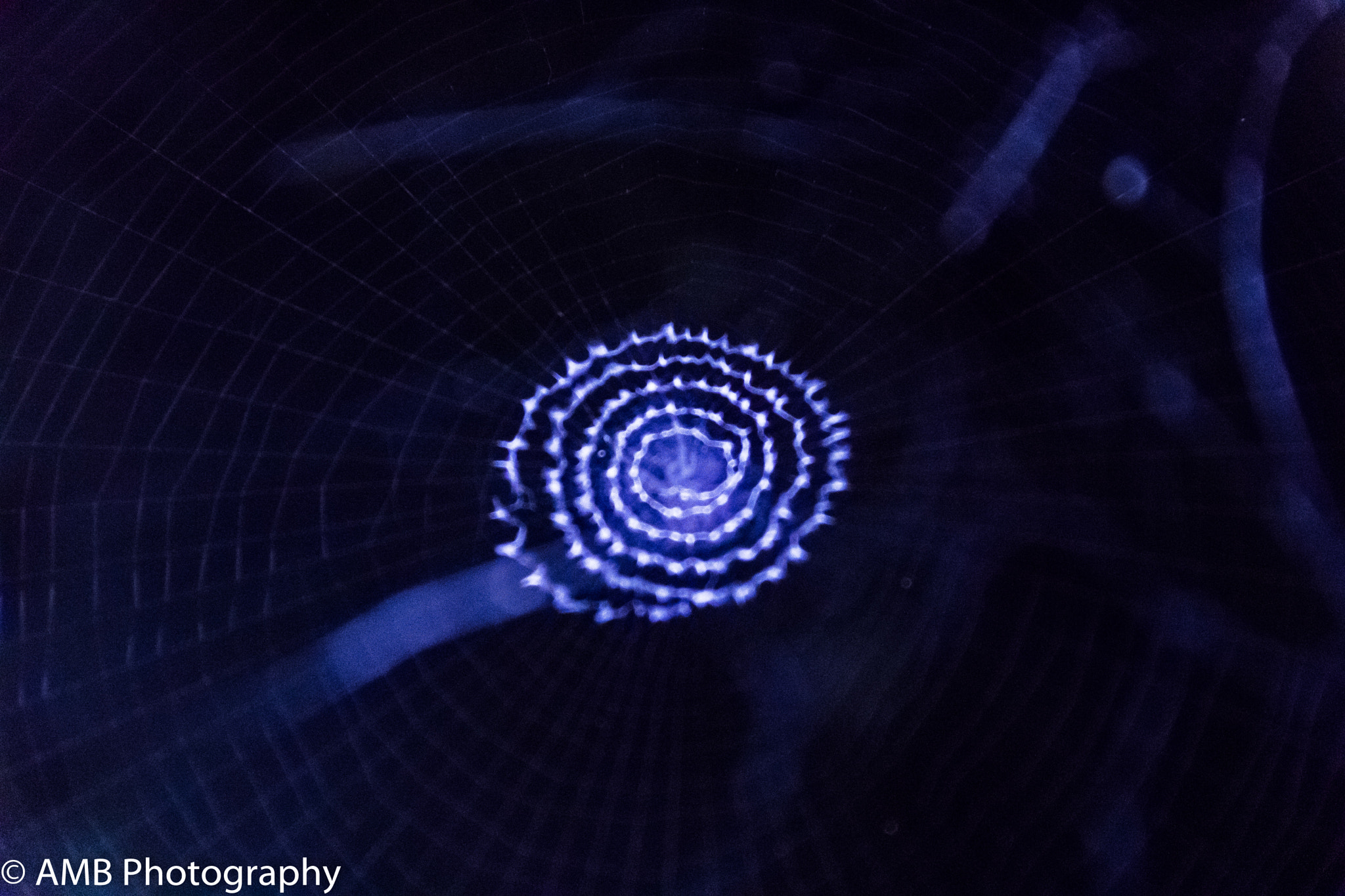 Canon EOS 750D (EOS Rebel T6i / EOS Kiss X8i) sample photo. Spider web spiral photography