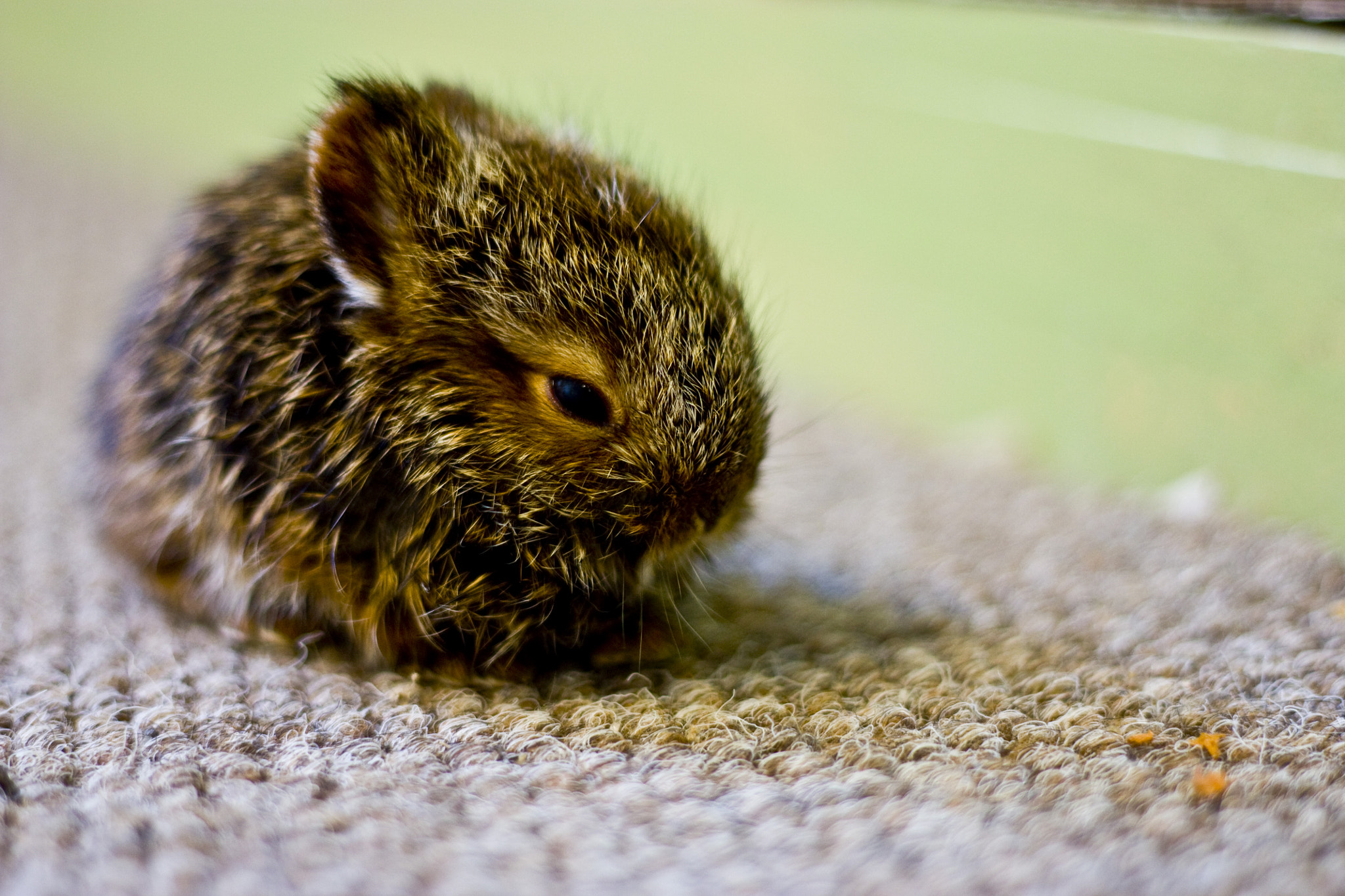 Canon EF 50mm F1.8 II sample photo. Baby rabbit found and rescued back to his mother :) photography