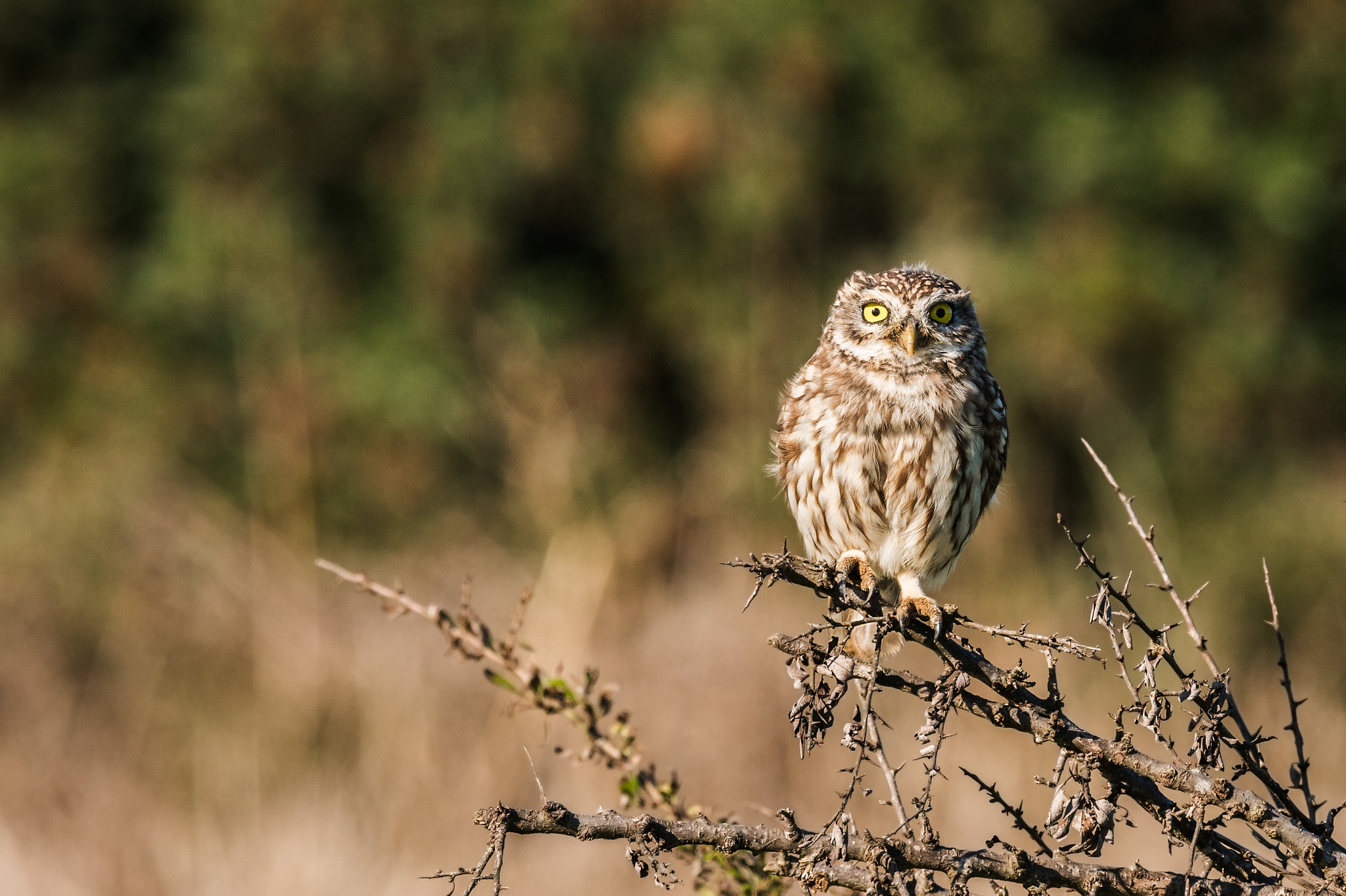 Sony ILCA-77M2 sample photo. Little owl photography