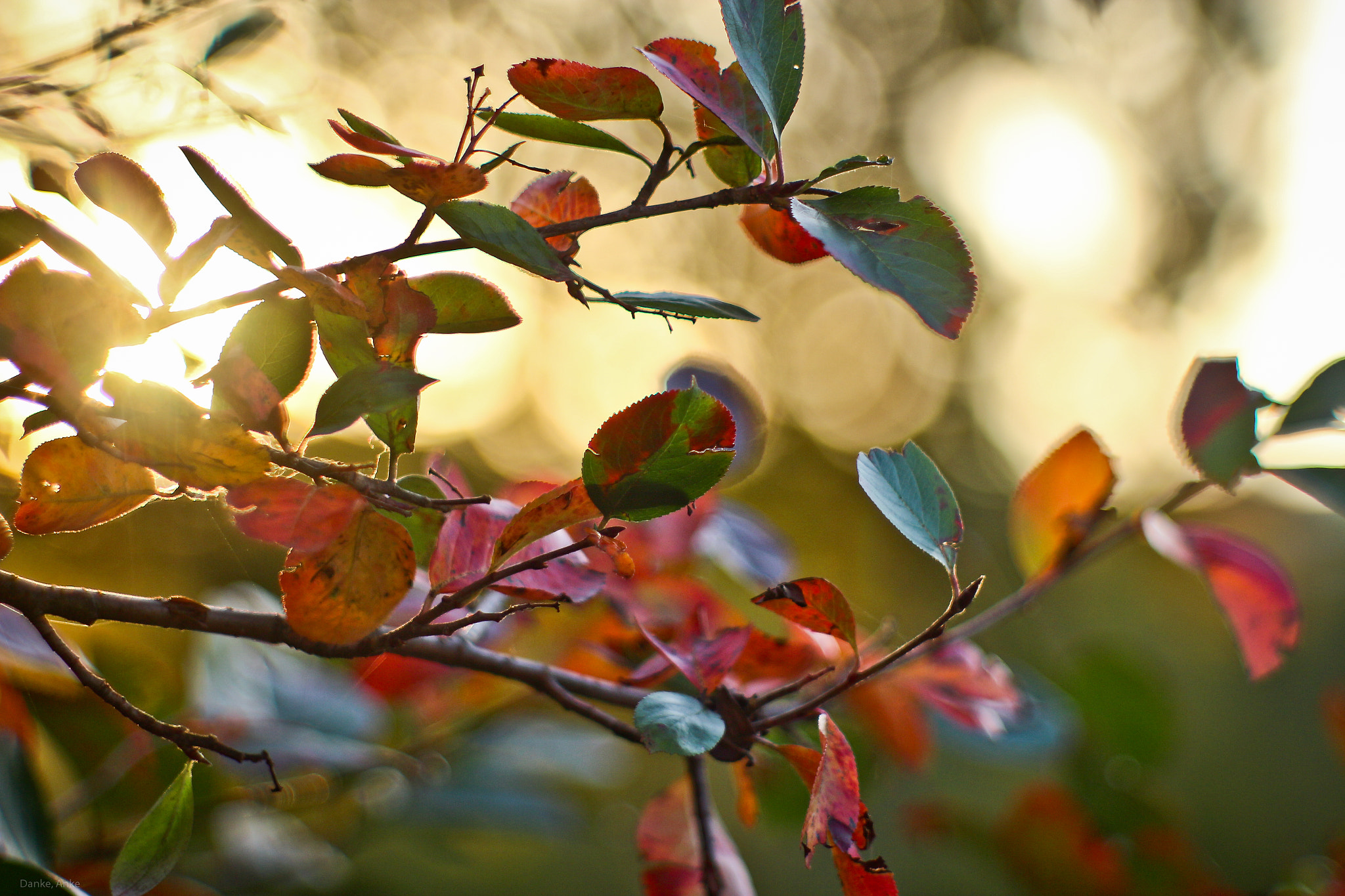 Canon EF 35-80mm f/4-5.6 sample photo. Sunset leaves photography