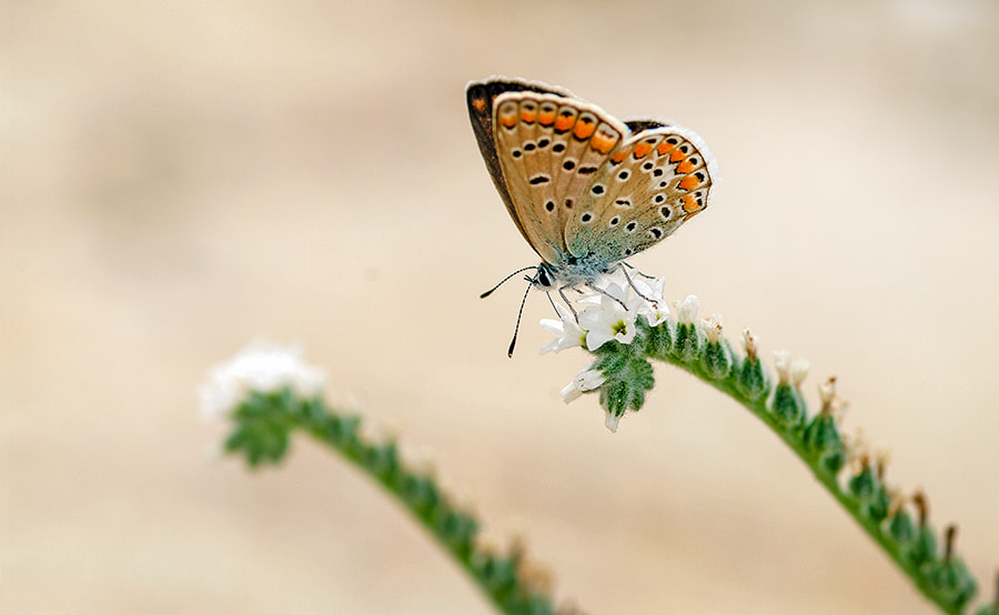 smc PENTAX-FA Macro 100mm F2.8 sample photo. Buterfly photography