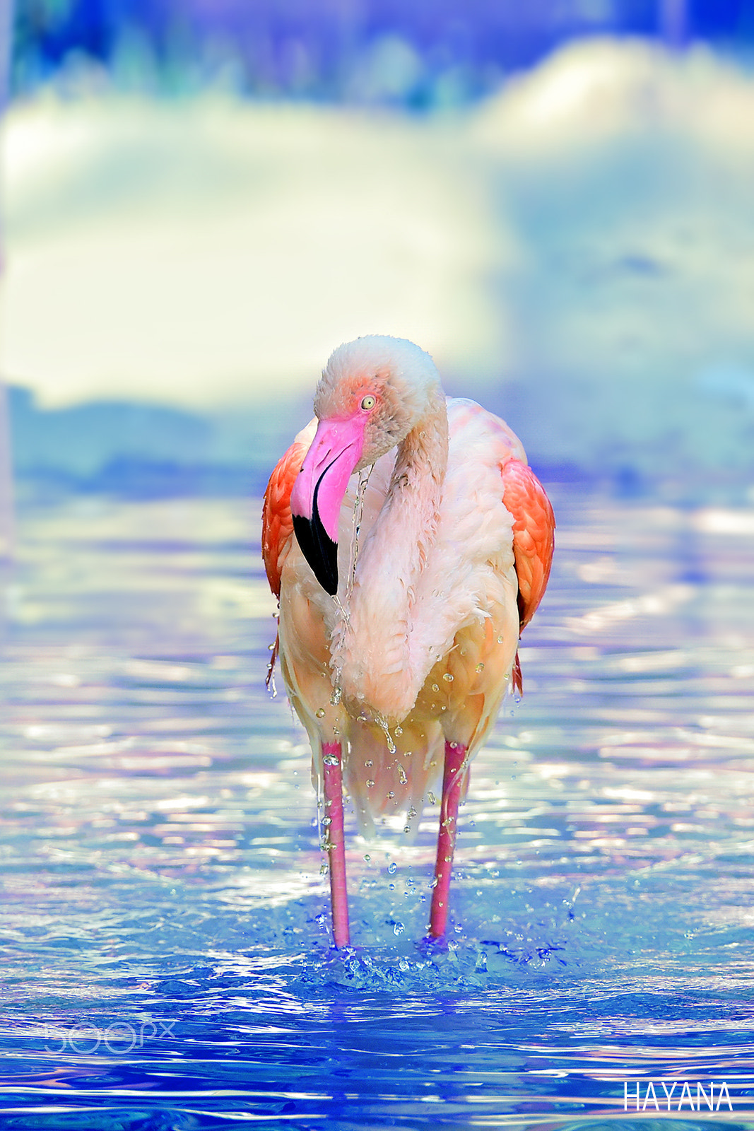 Nikon D4S sample photo. Flamingo. photography