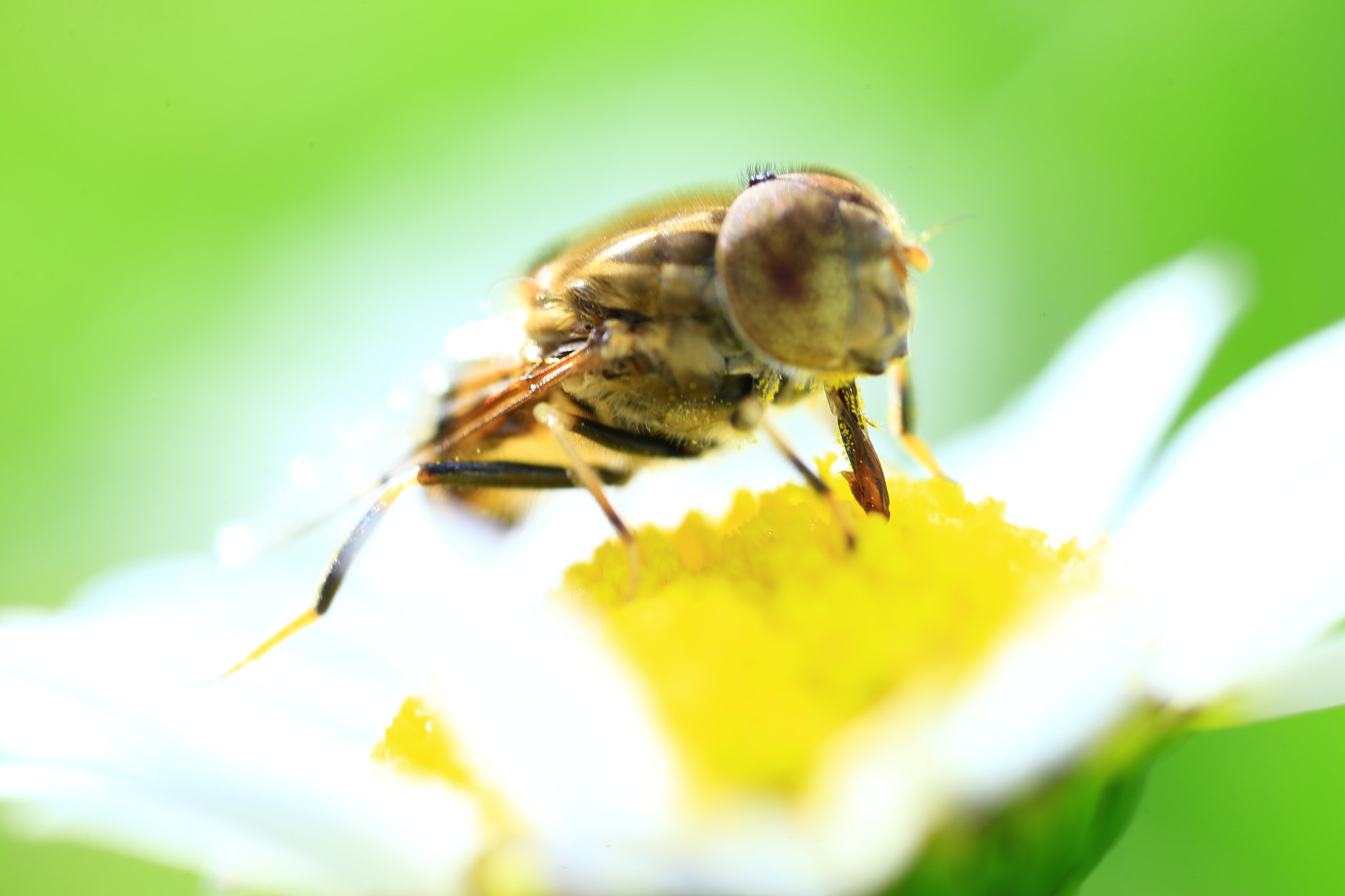 Canon MP-E 65mm F2.5 1-5x Macro Photo sample photo. Eating photography
