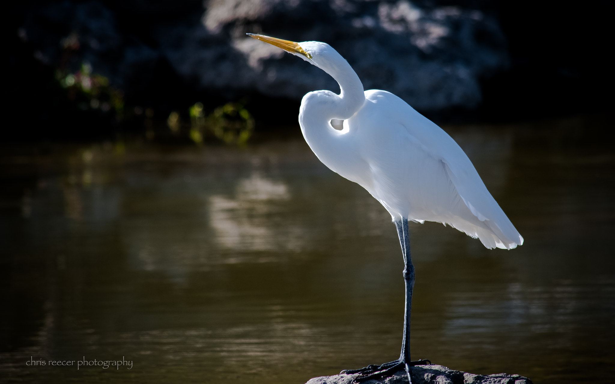 Nikon D500 sample photo. Usain egret photography