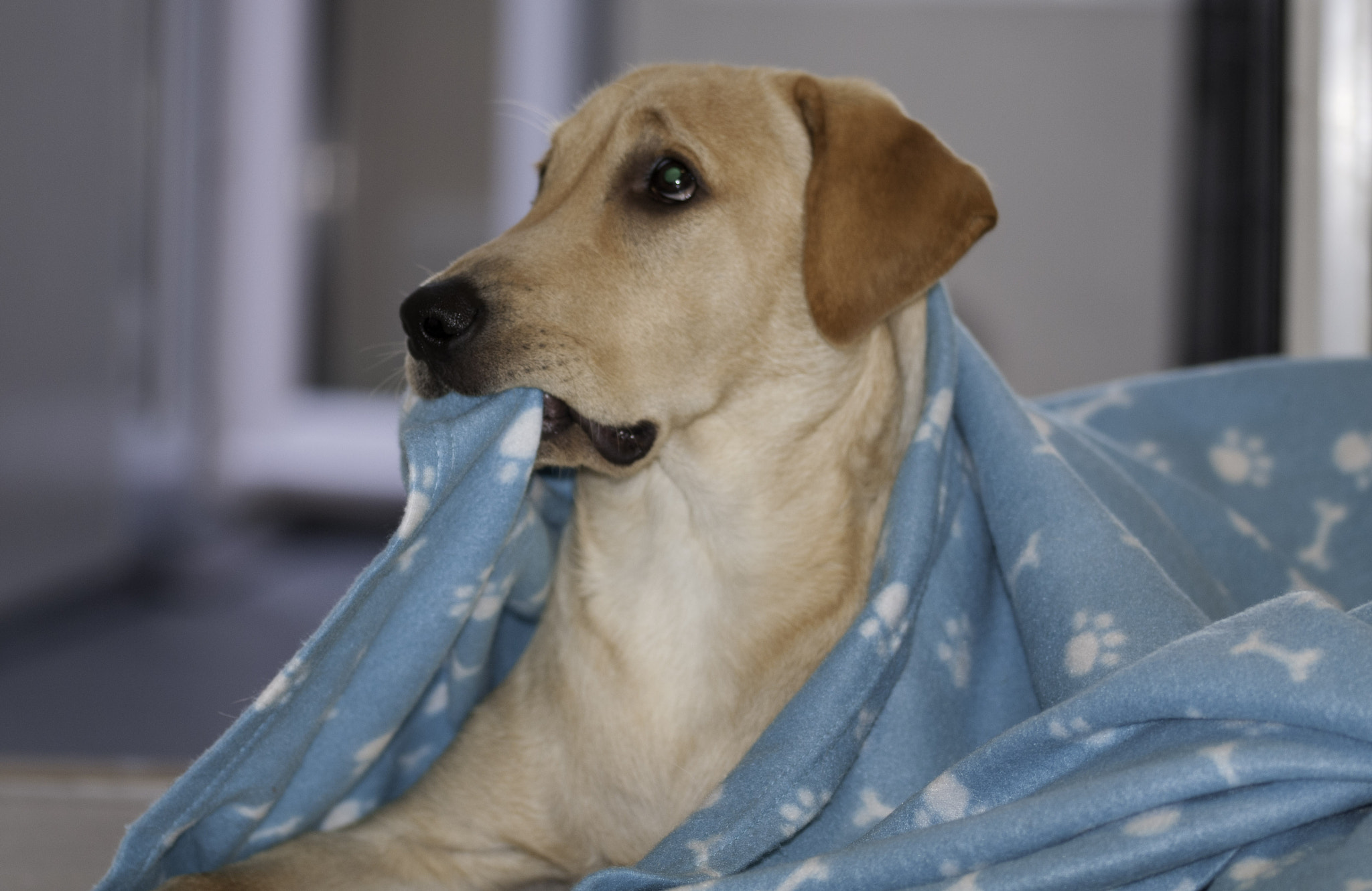 Sigma 105mm F2.8 EX DG OS HSM sample photo. Its my blanket and you ain't avin it photography