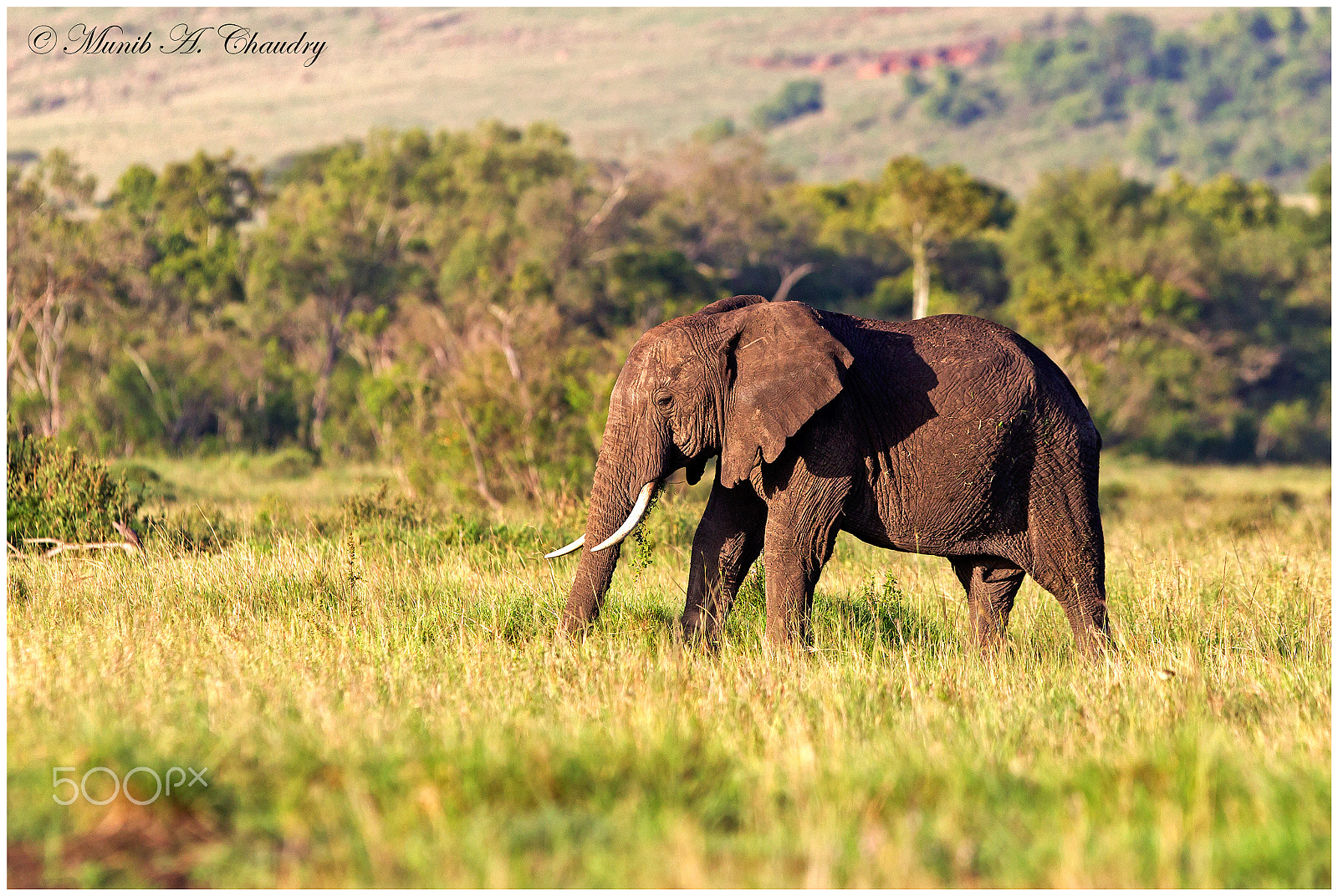 Canon EF 300mm F2.8L IS USM sample photo. World animal day - 4th october photography